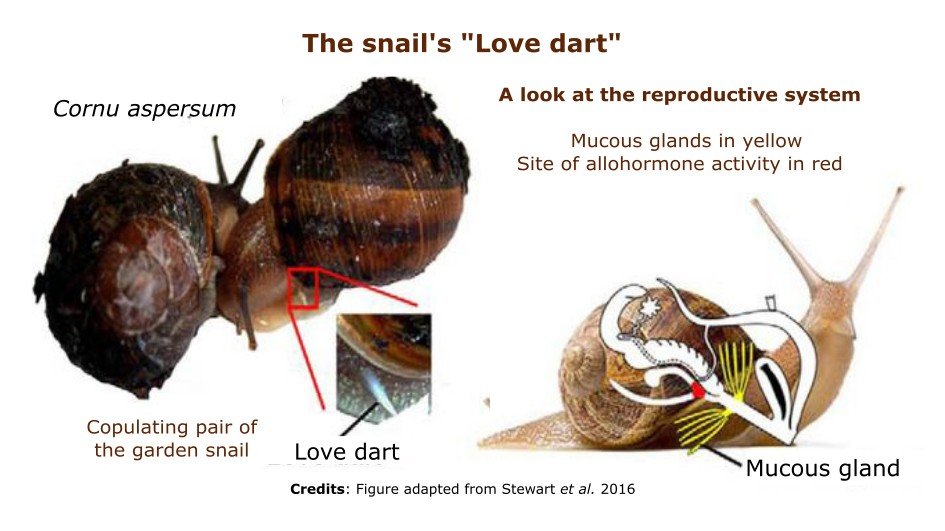 THE SNAIL’S LOVE DART