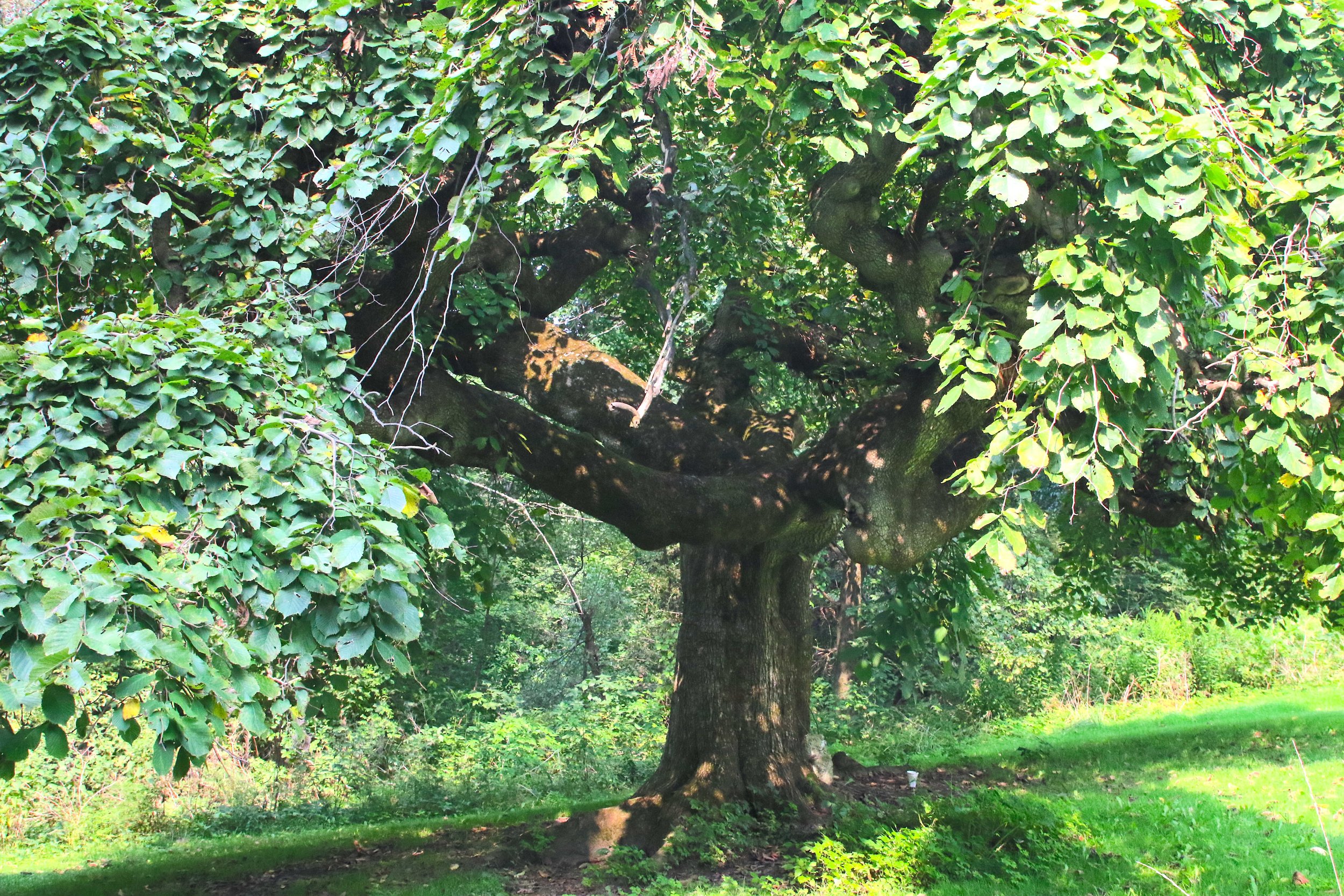 The Camperdown Elm