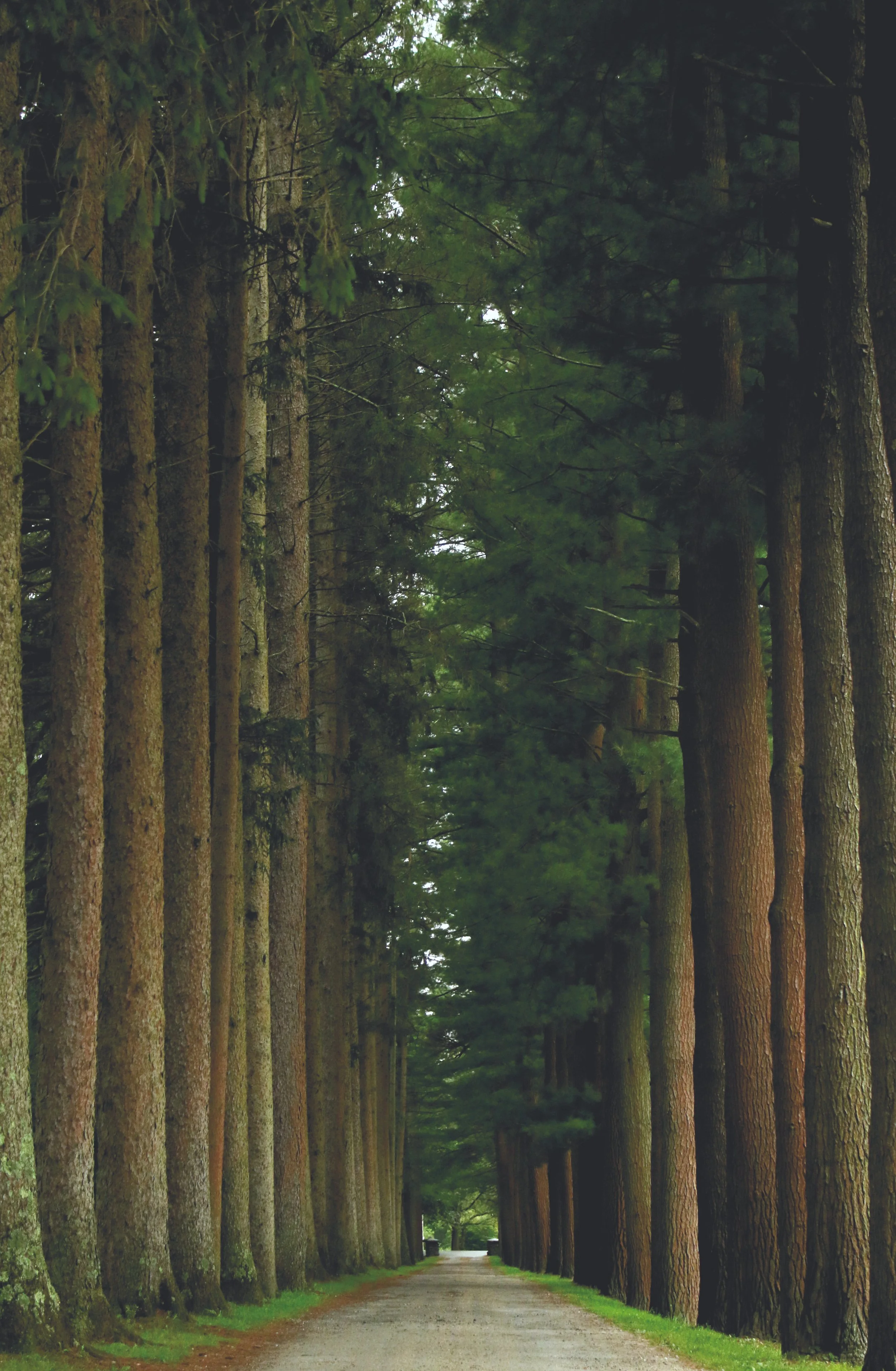 The Sedgwick Pie: An Historical Slice