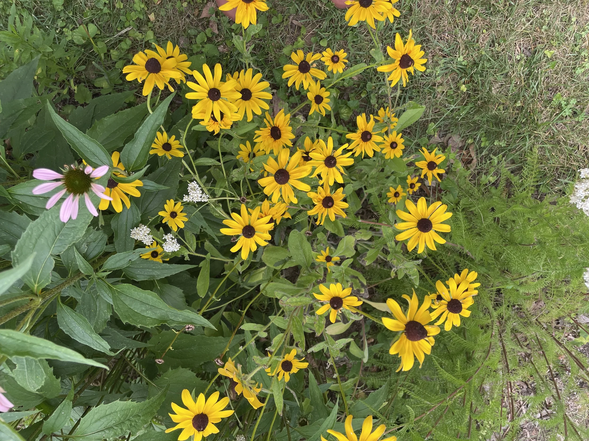 Getting to See the Full Flower Cluster&nbsp;