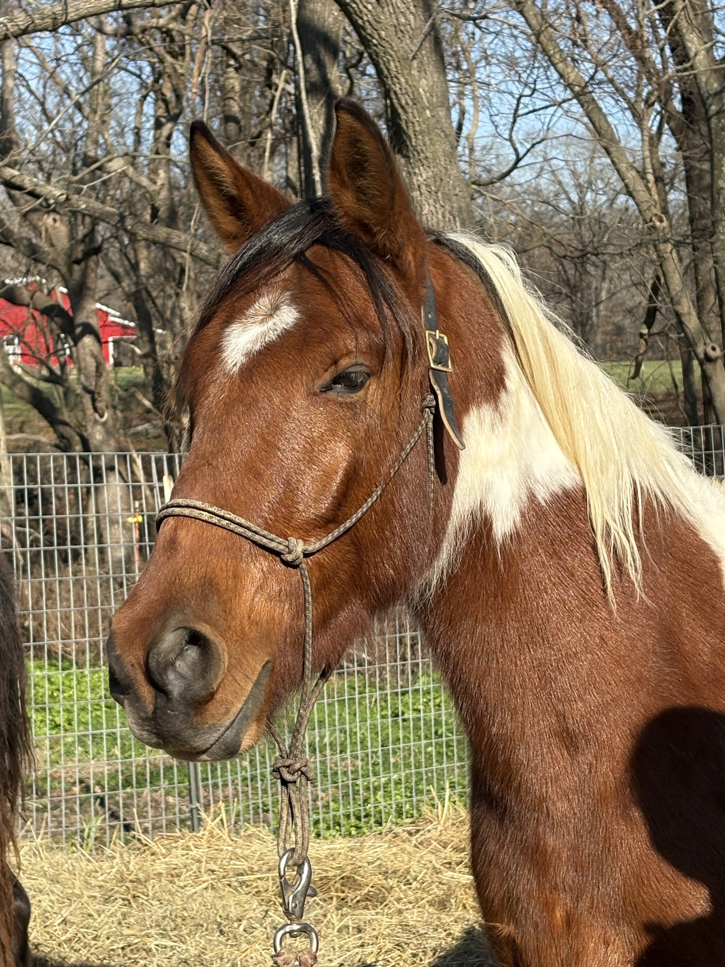 A brown and white bay mustang staring with it's ears forward