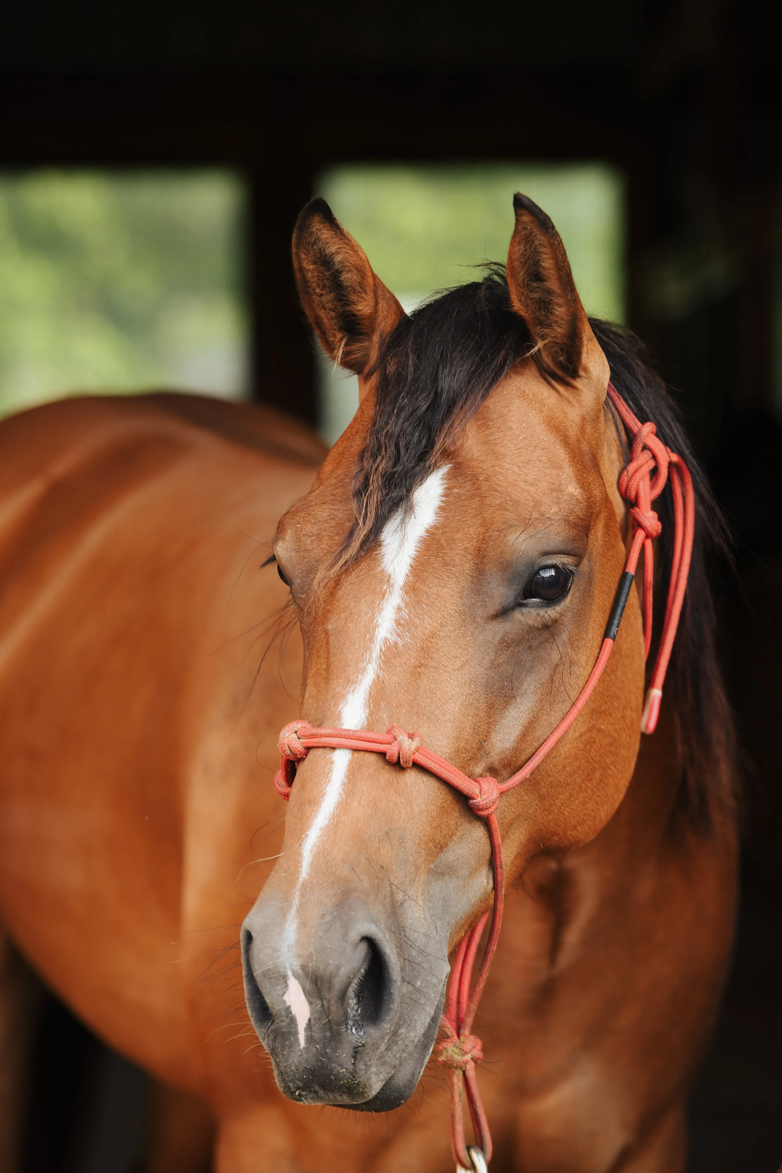 A bay Quarter Horse
