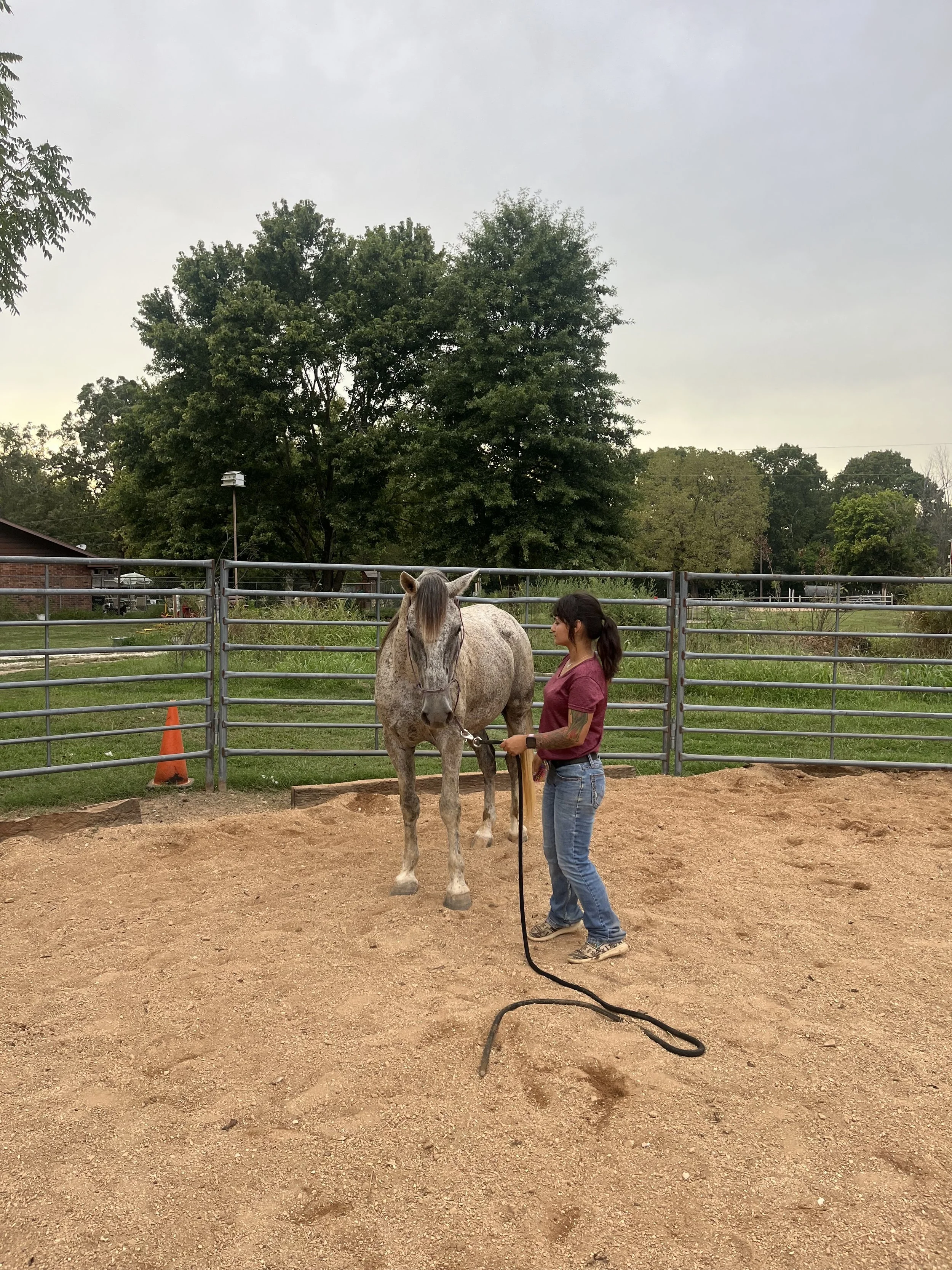 Training & Colt Starting