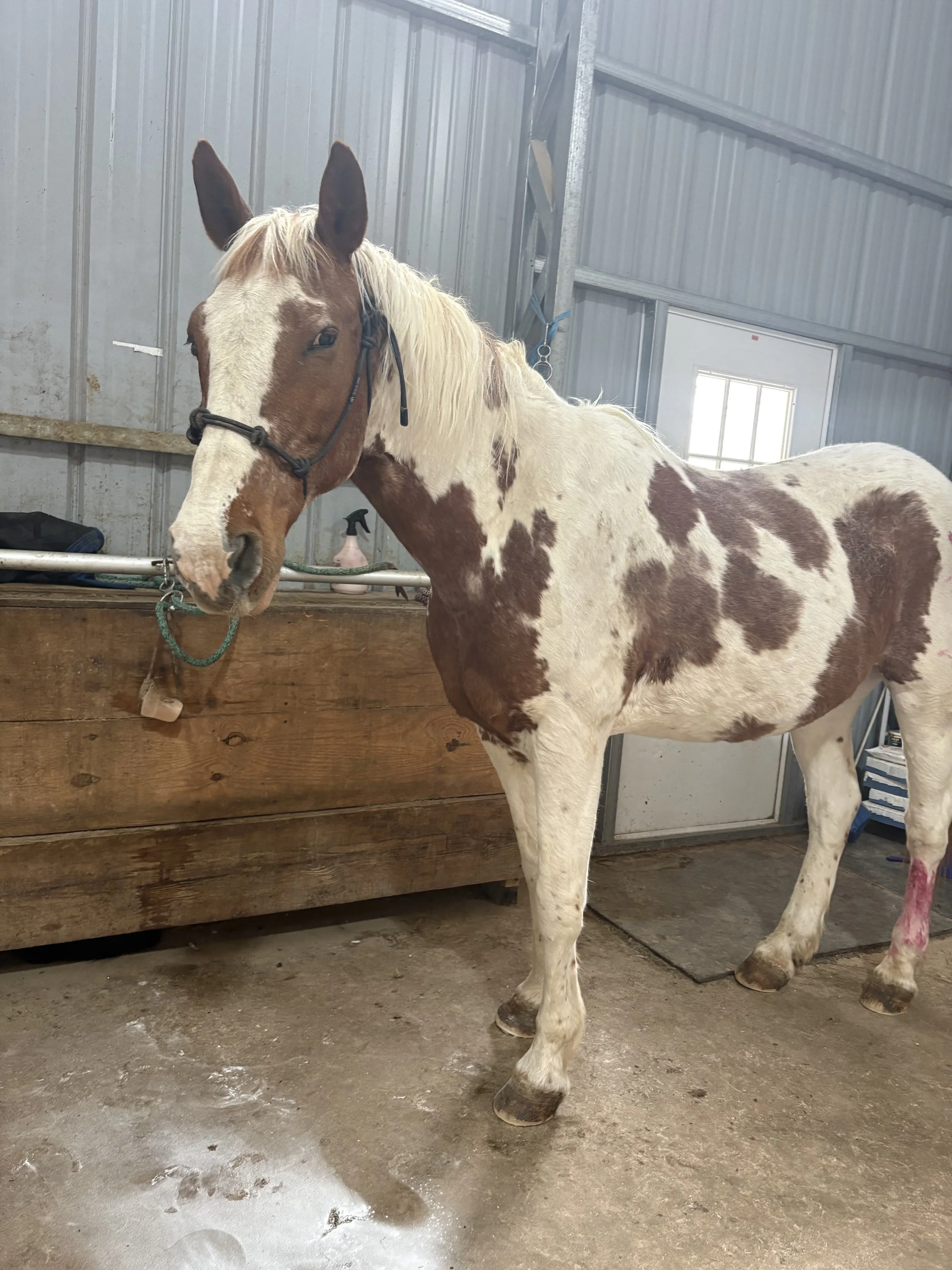 A brown and white pinto horse standing tied