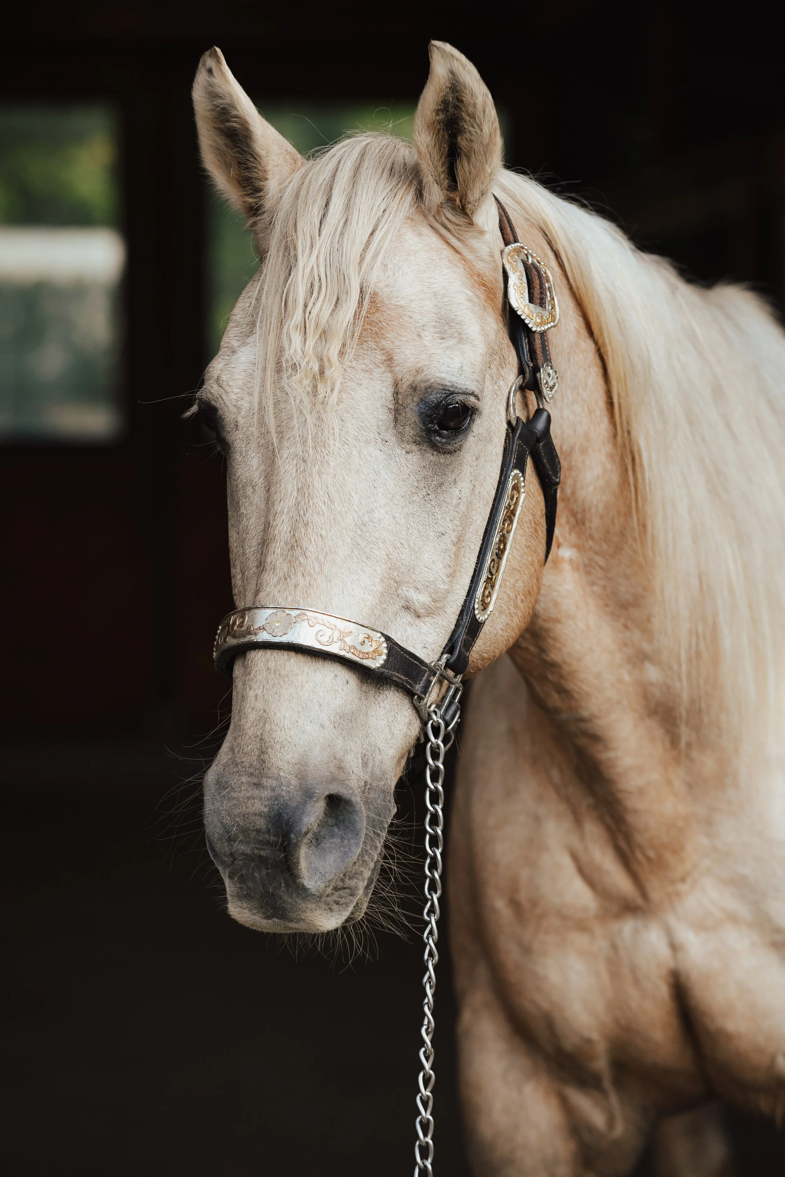 A close-up of a palomino horse "Apollo"