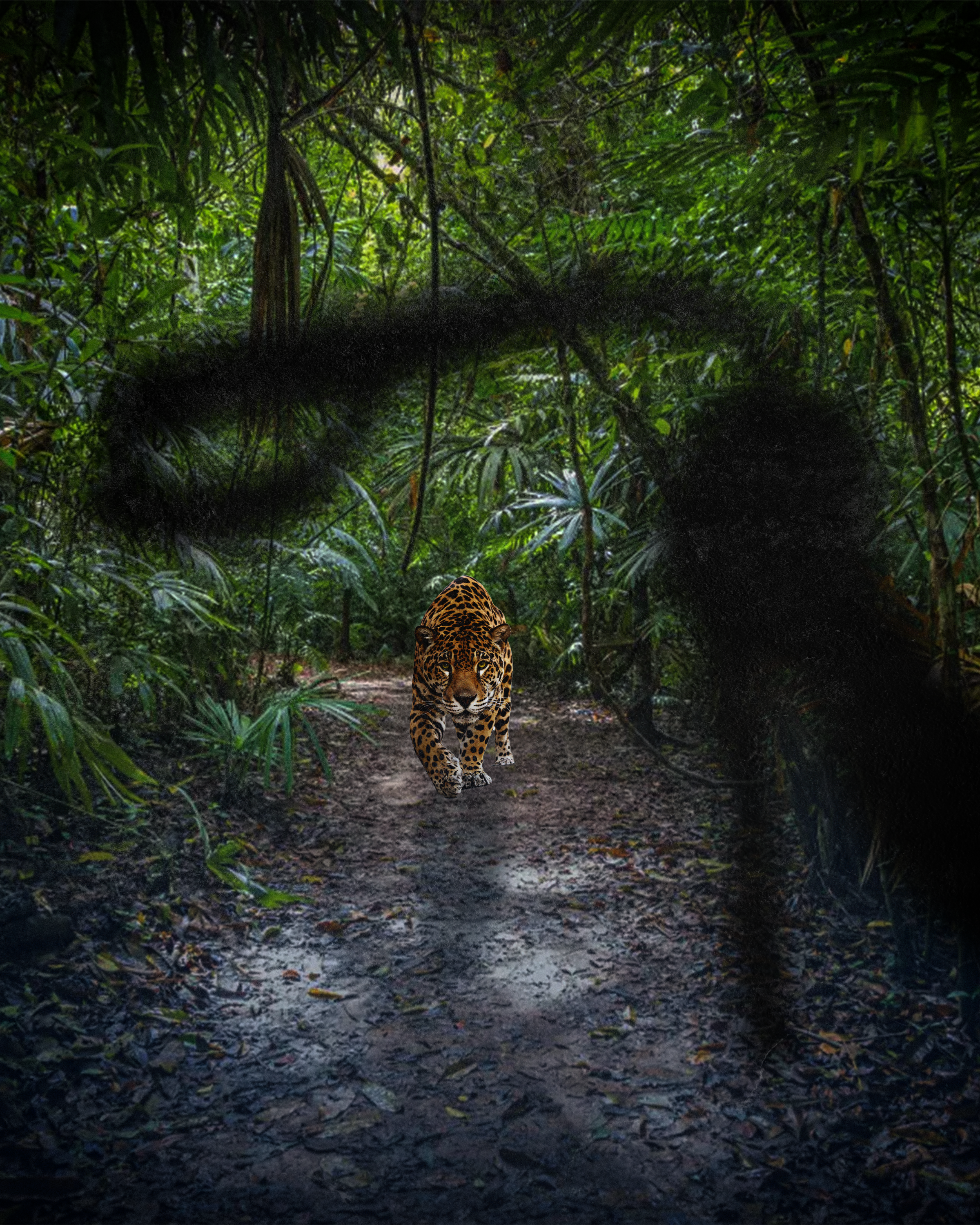 TIGER BTA.png
