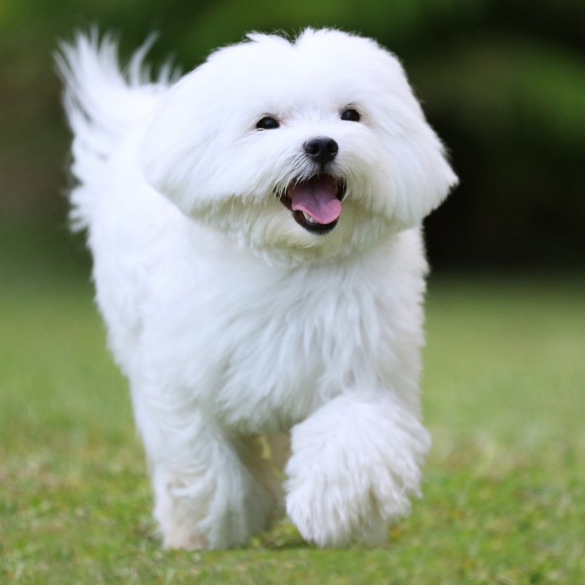 white dog.png