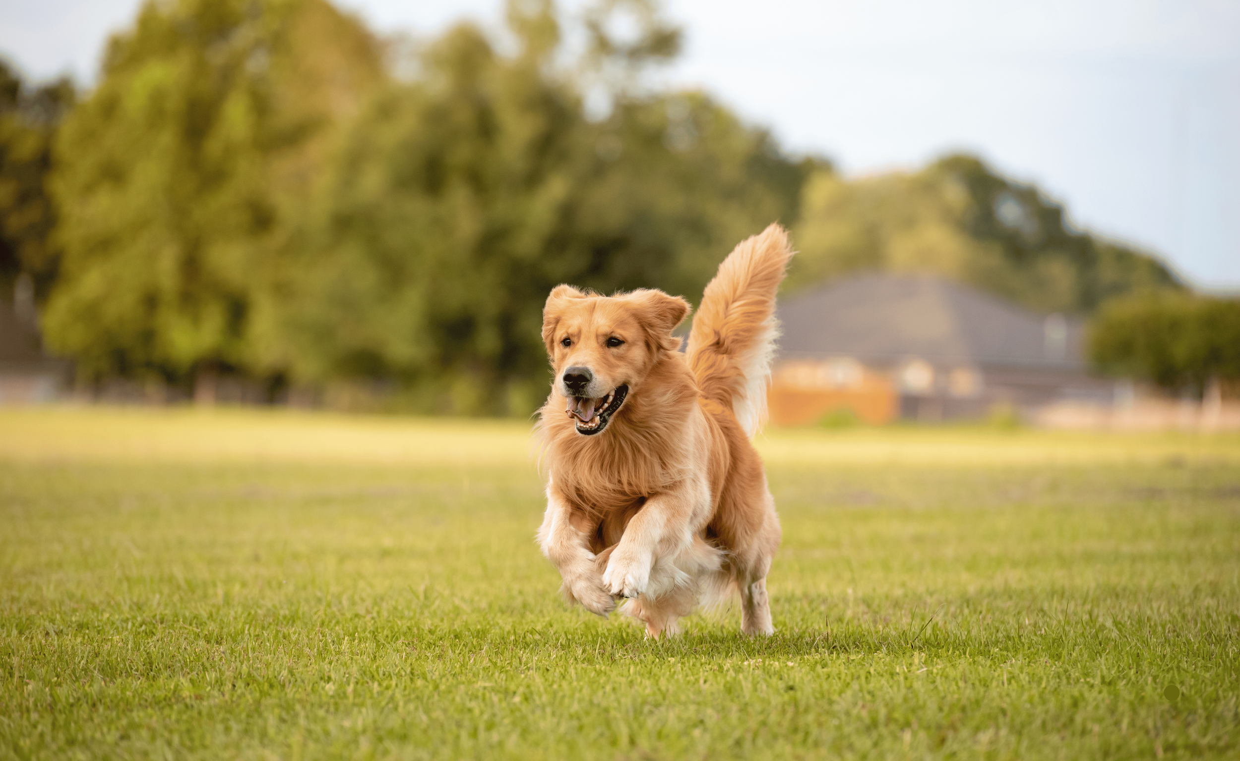 Golden Retriever Running.png