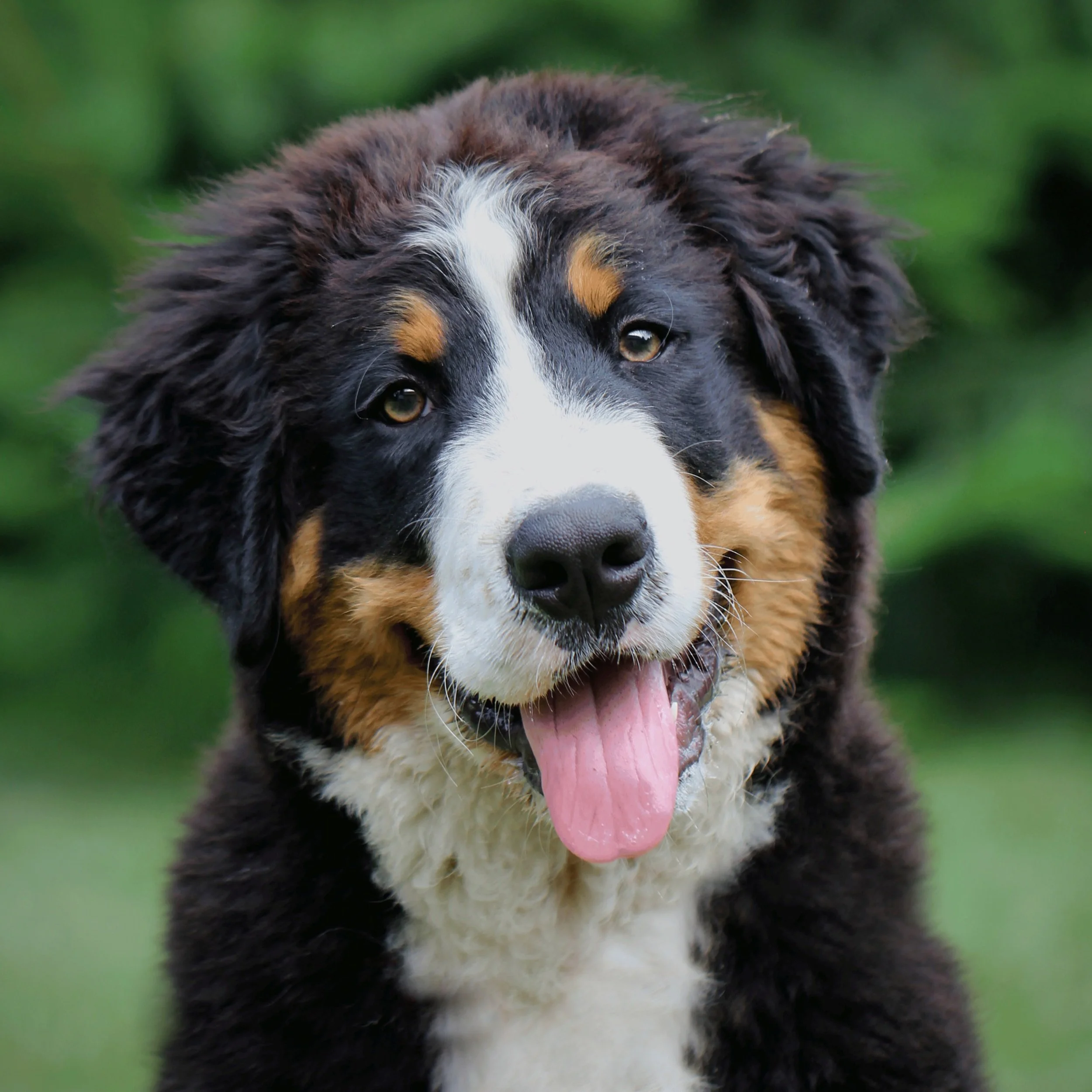Bernease Mountain Dog Smiling.jpg