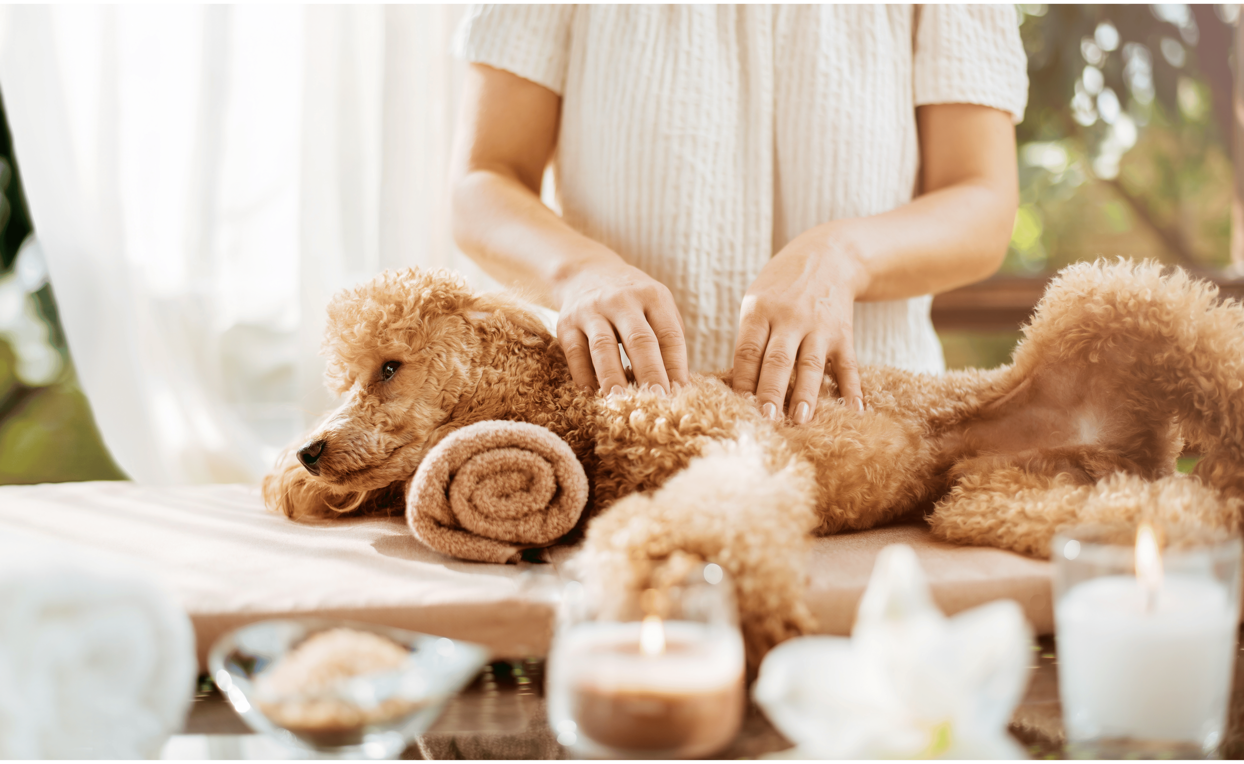 dog massage.png