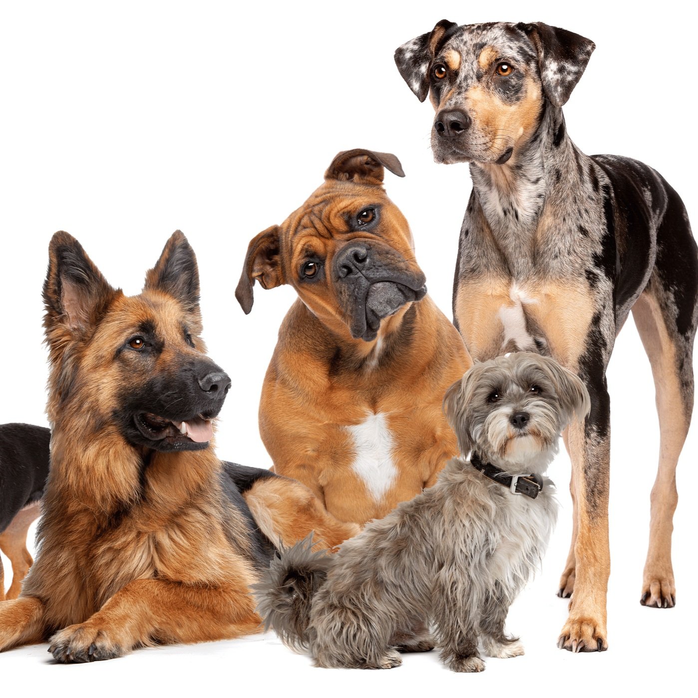 dog group.jpg