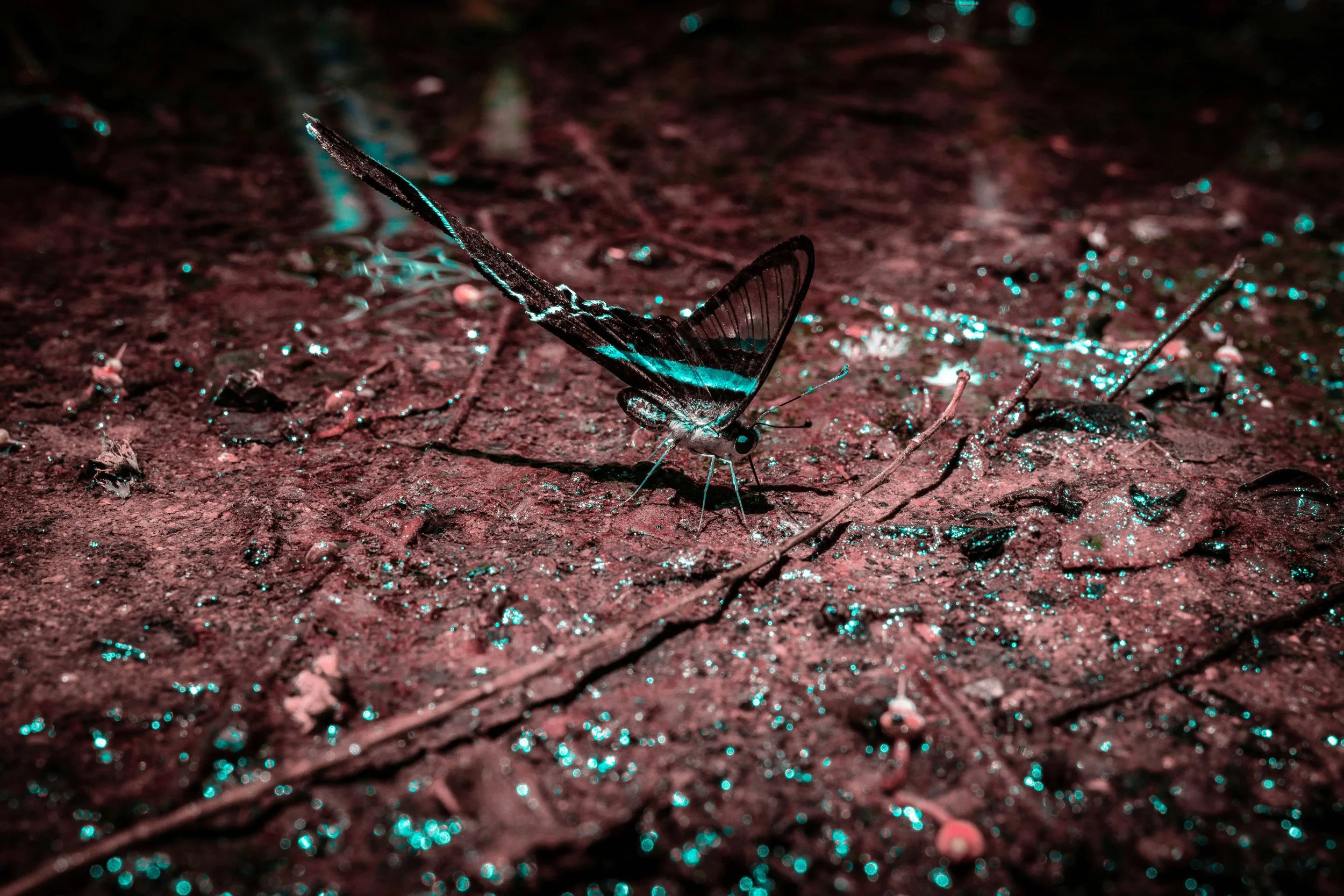 Aquarius New Moon Solar Eclipse 2/17/26