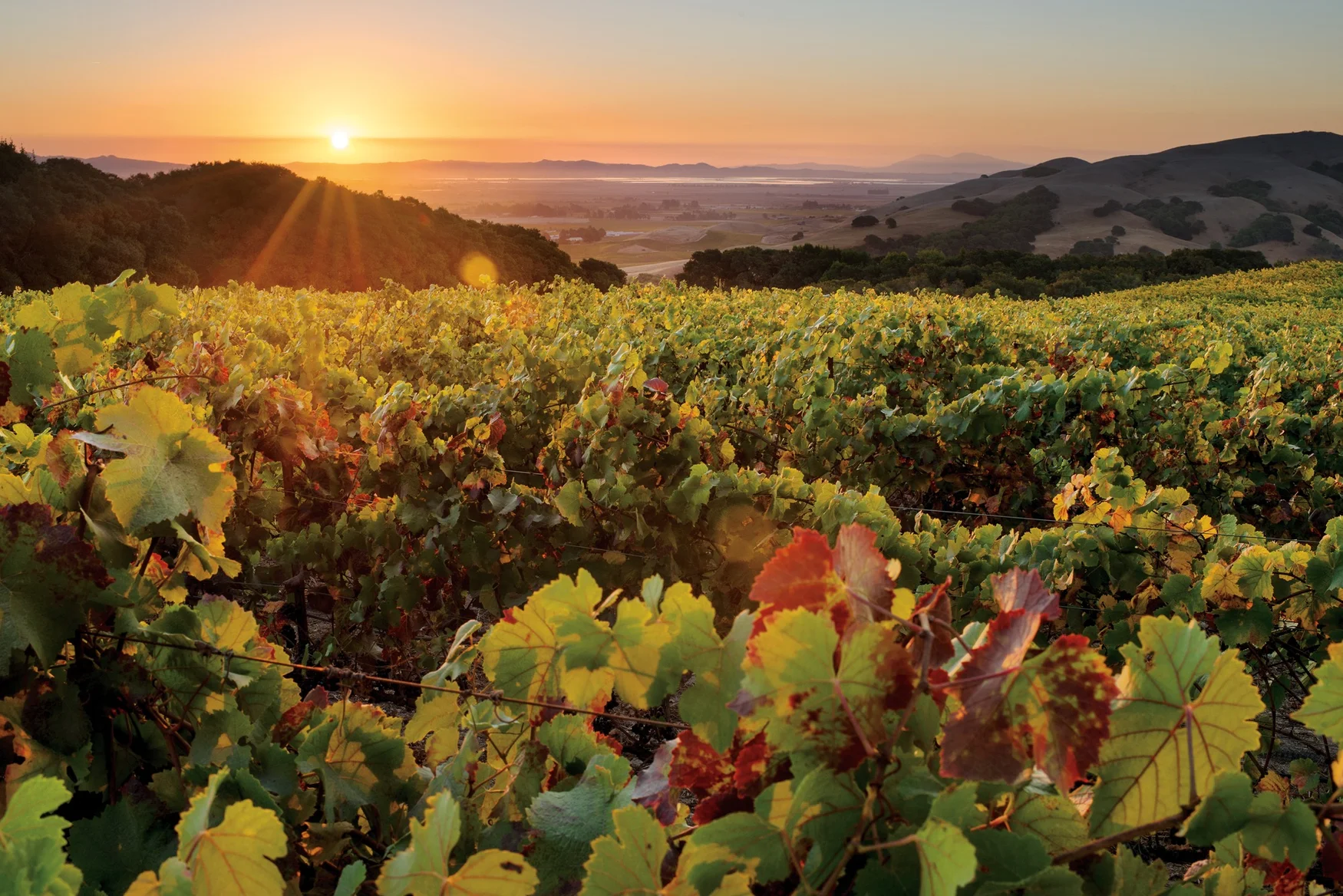 Overlook Chardonnay