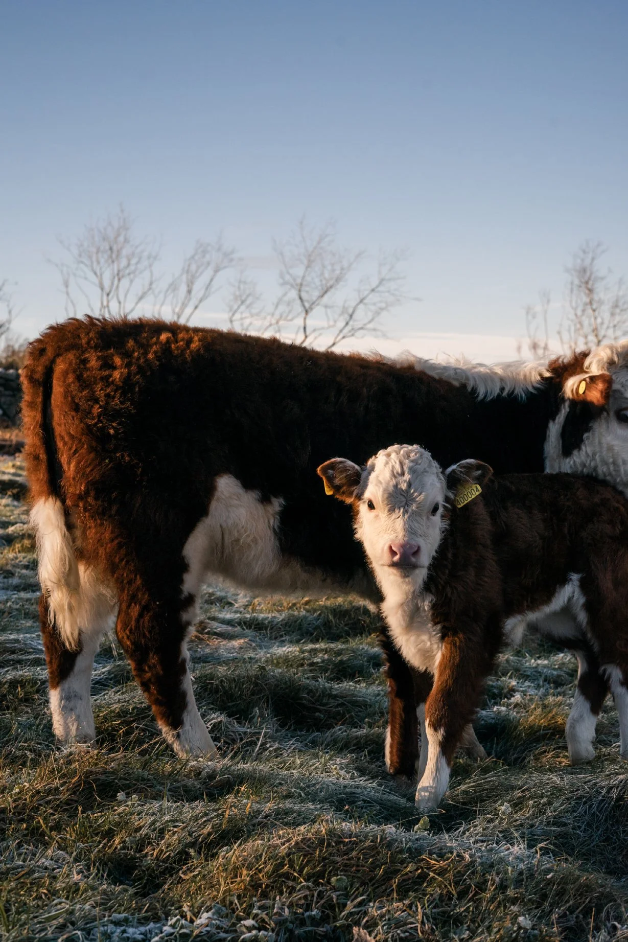 Cragg_Farm_Lo_Res_Portrait_29.jpg