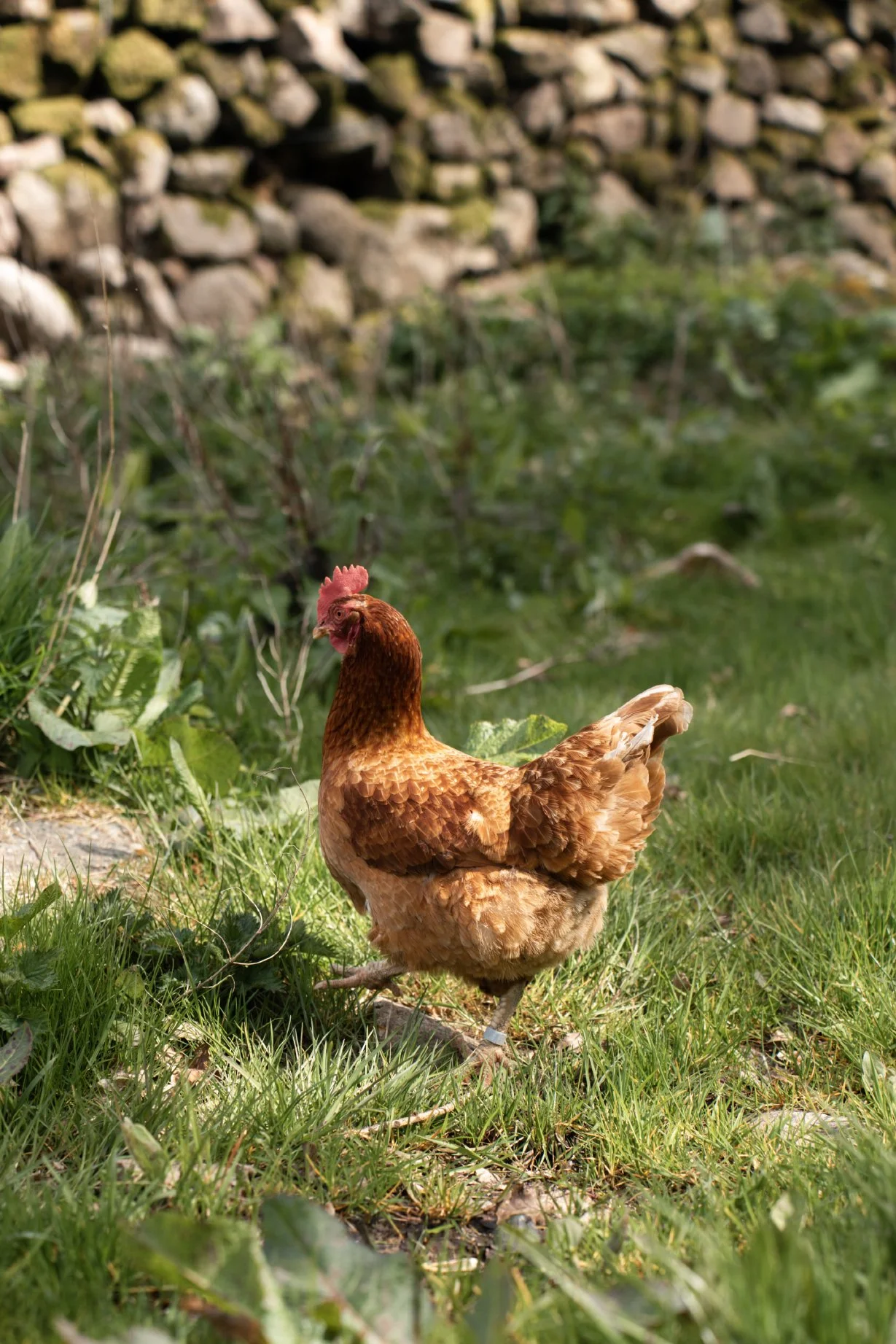 Cragg_Farm_Lo_Res_Portrait_23.jpg