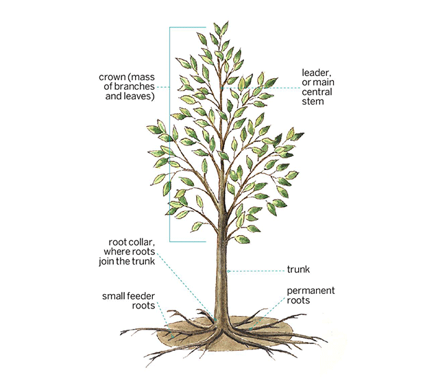 Tree Anatomy Diagram Parts Of Tree Parts Of Tree Project