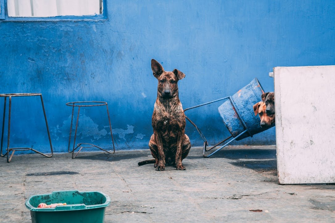 A brindle-coated dog sitting outdoors against a blue wall, with a second dog partially visible behind a white structure, near a blue bucket and a green container on the ground.