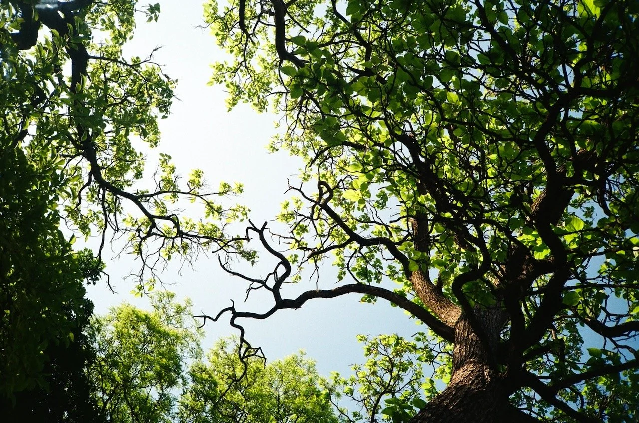 Logan Square - 30 of 85.jpeg