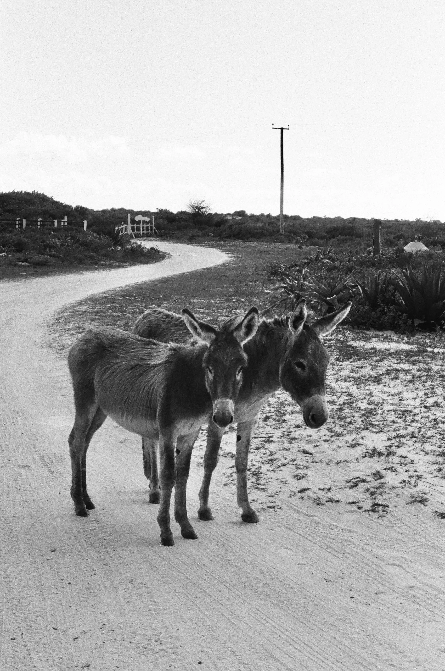 bvis portfolio - 20 of 76.jpeg