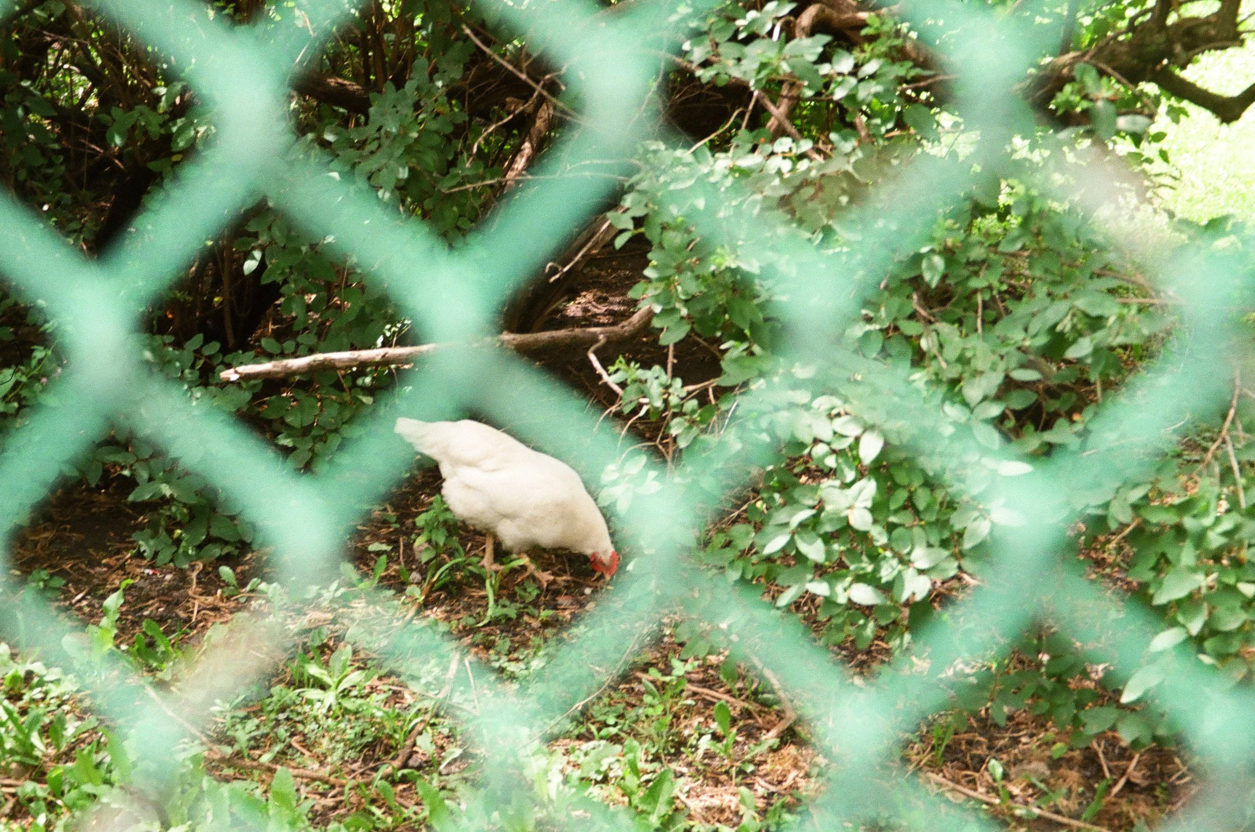 chicagoland favs edit - 50 of 190.jpeg