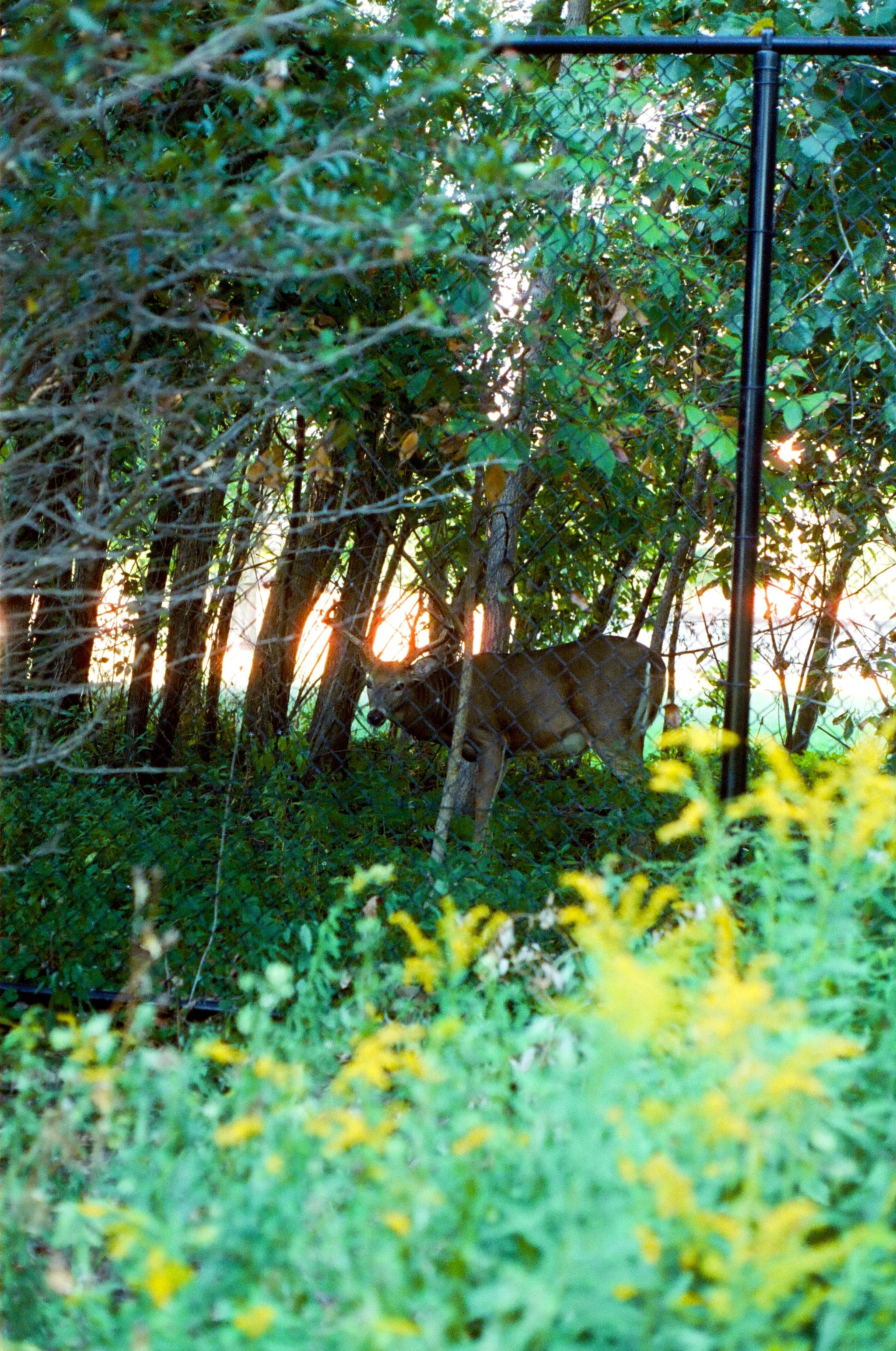 chicagoland favs edit - 113 of 190.jpeg