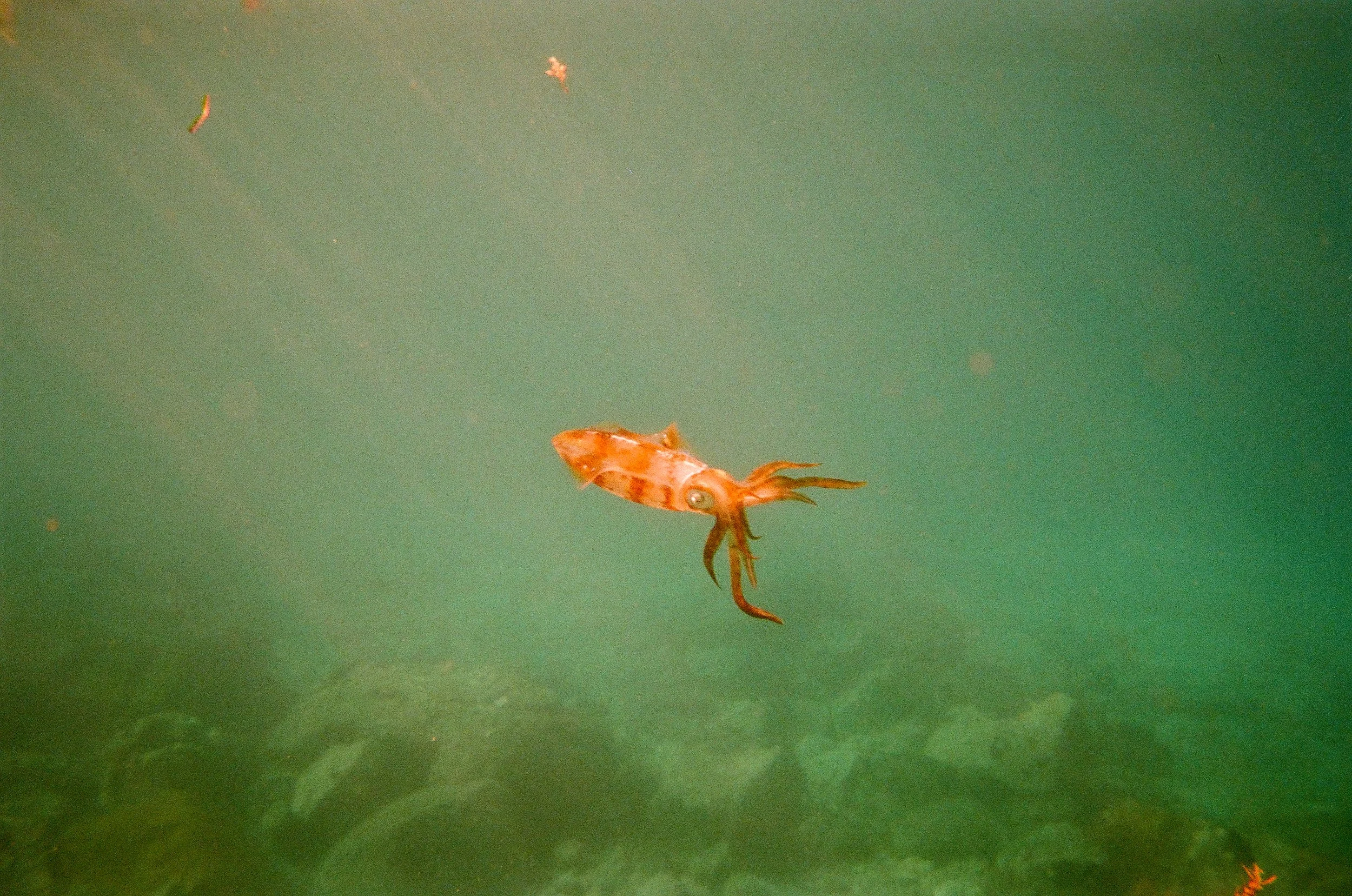 bvis portfolio - 11 of 76.jpeg