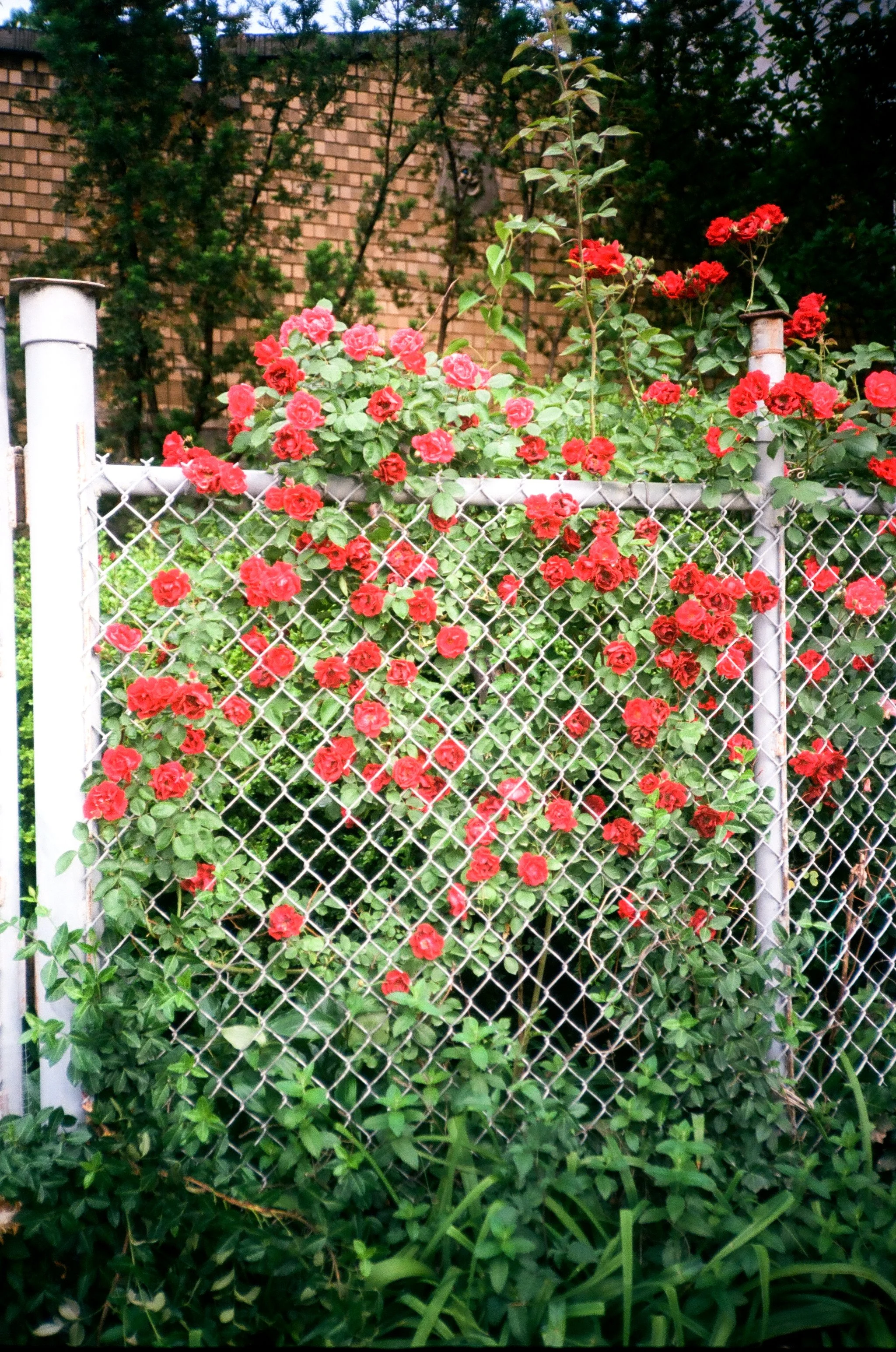 chicagoland favs edit - 99 of 190.jpeg