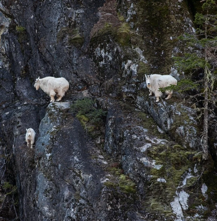 Three mountain goats on a rocky cliffside surrounded by trees and moss.