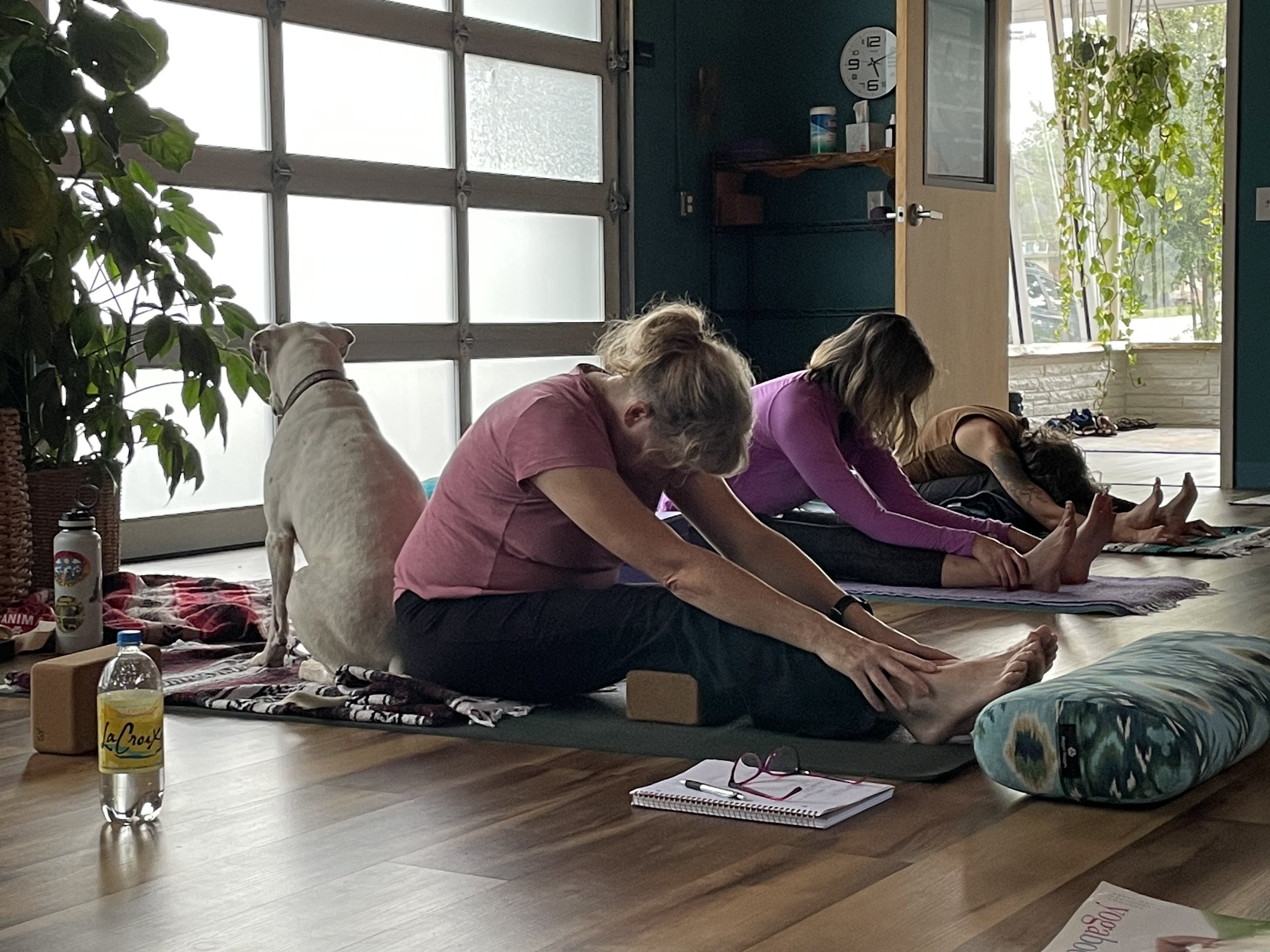 Three people practicing yoga on mats in a sunlit room with a large window, a dog sitting beside one participant, and various personal items on the floor.