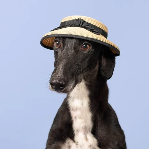 RSM for Haute Dogs Calendar