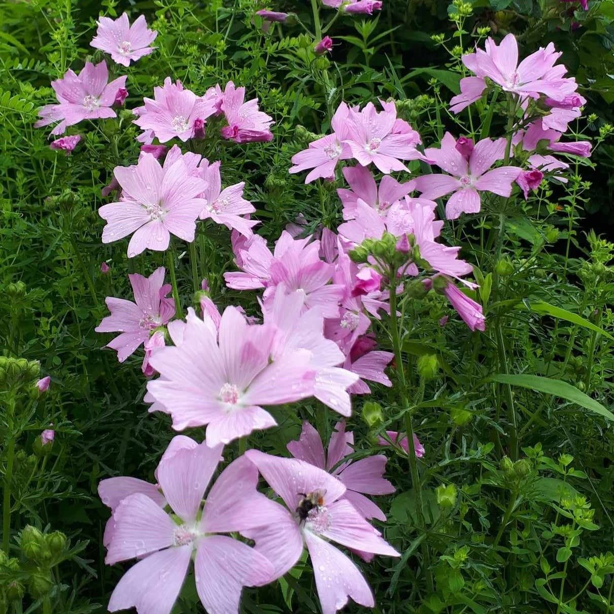 Mauve+musquee2.jpg