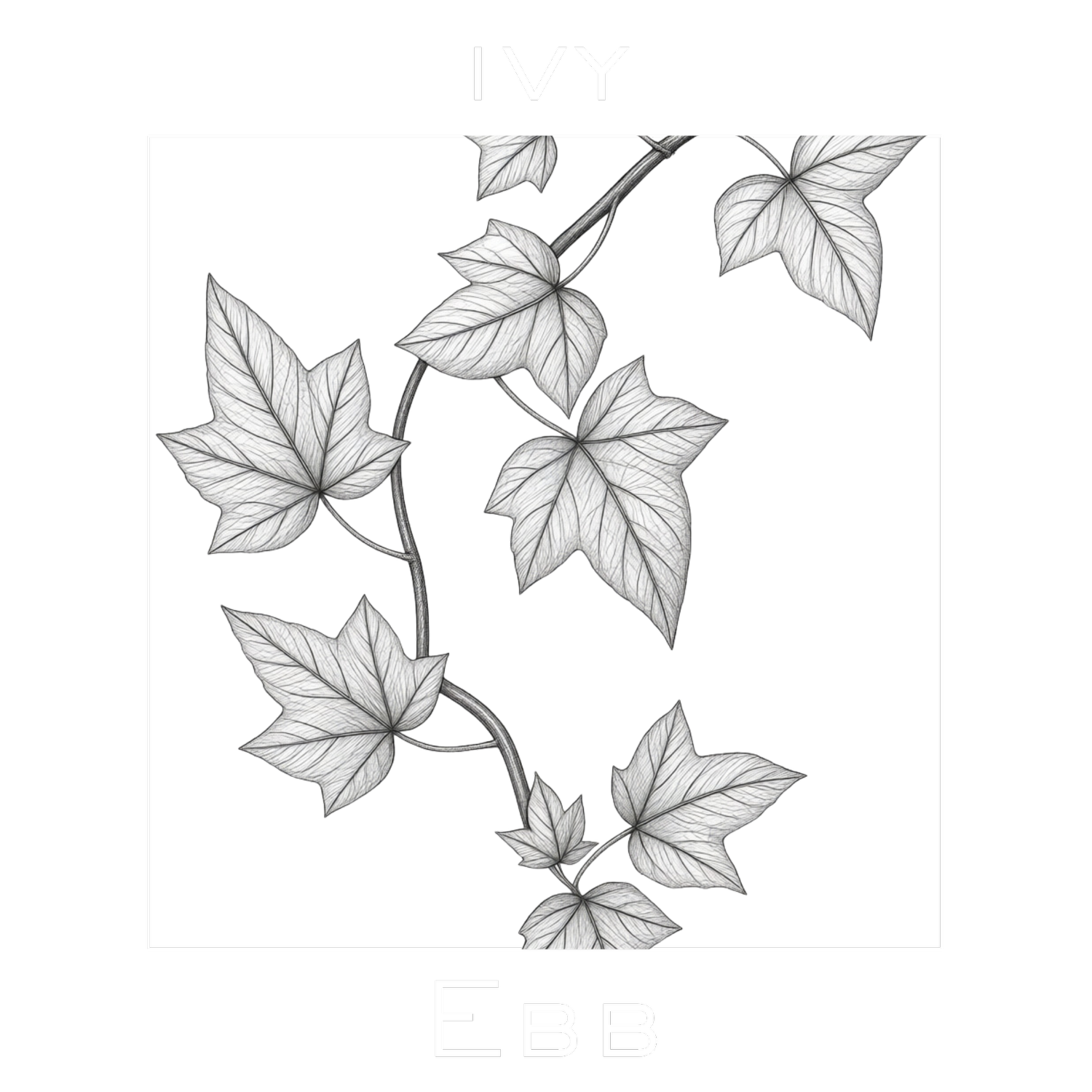 Ivy Ebb