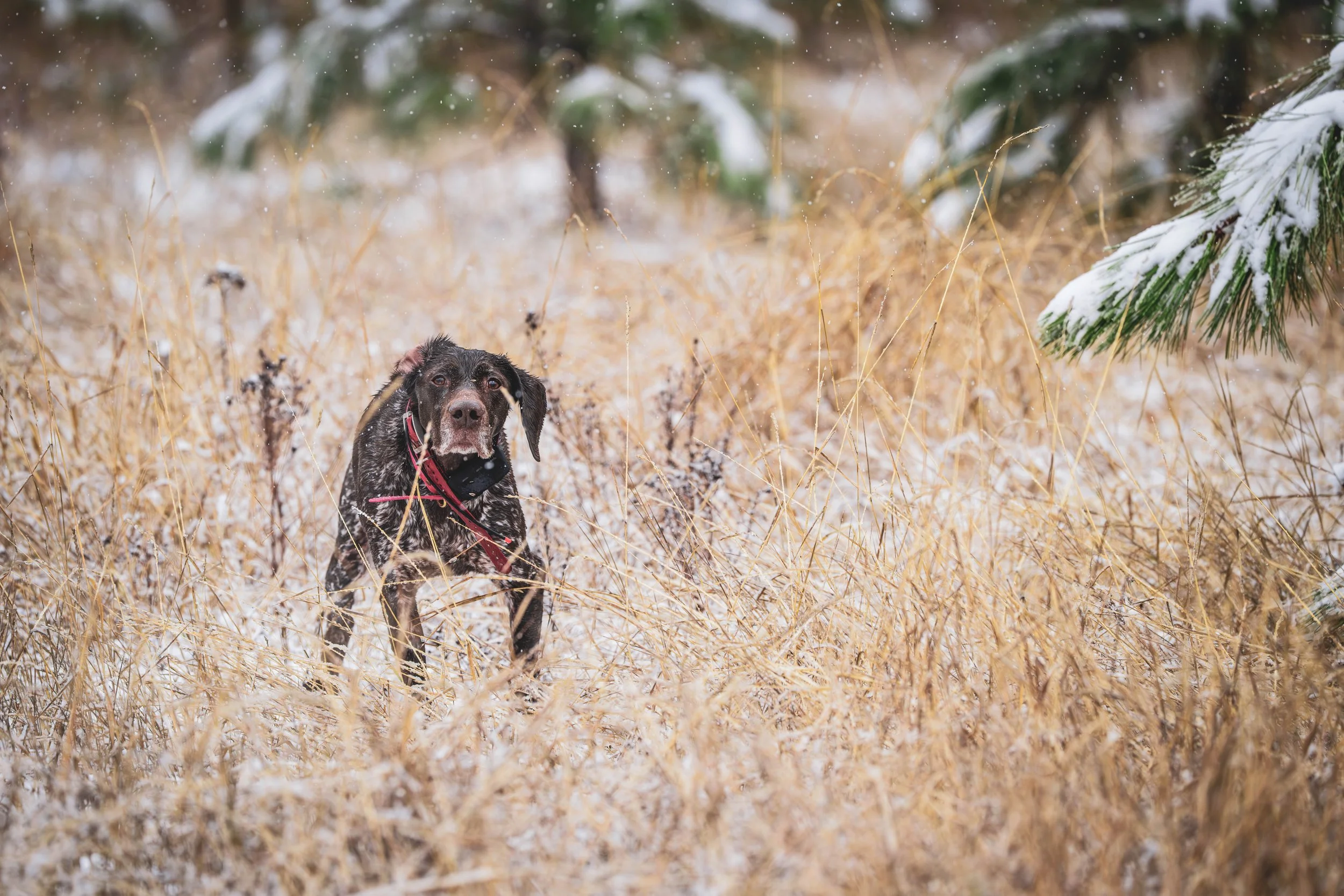 The Side Effects of Spay Surgery We’re Not Talking About