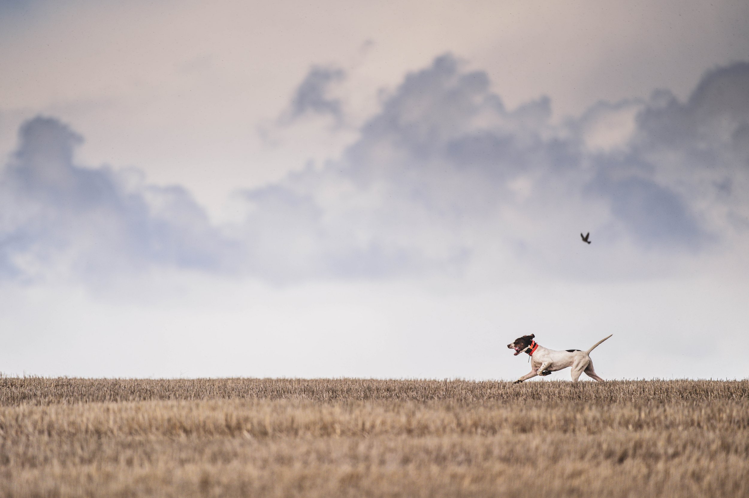 How do I Choose the Best Performance Dog Food for my Canine Athlete?