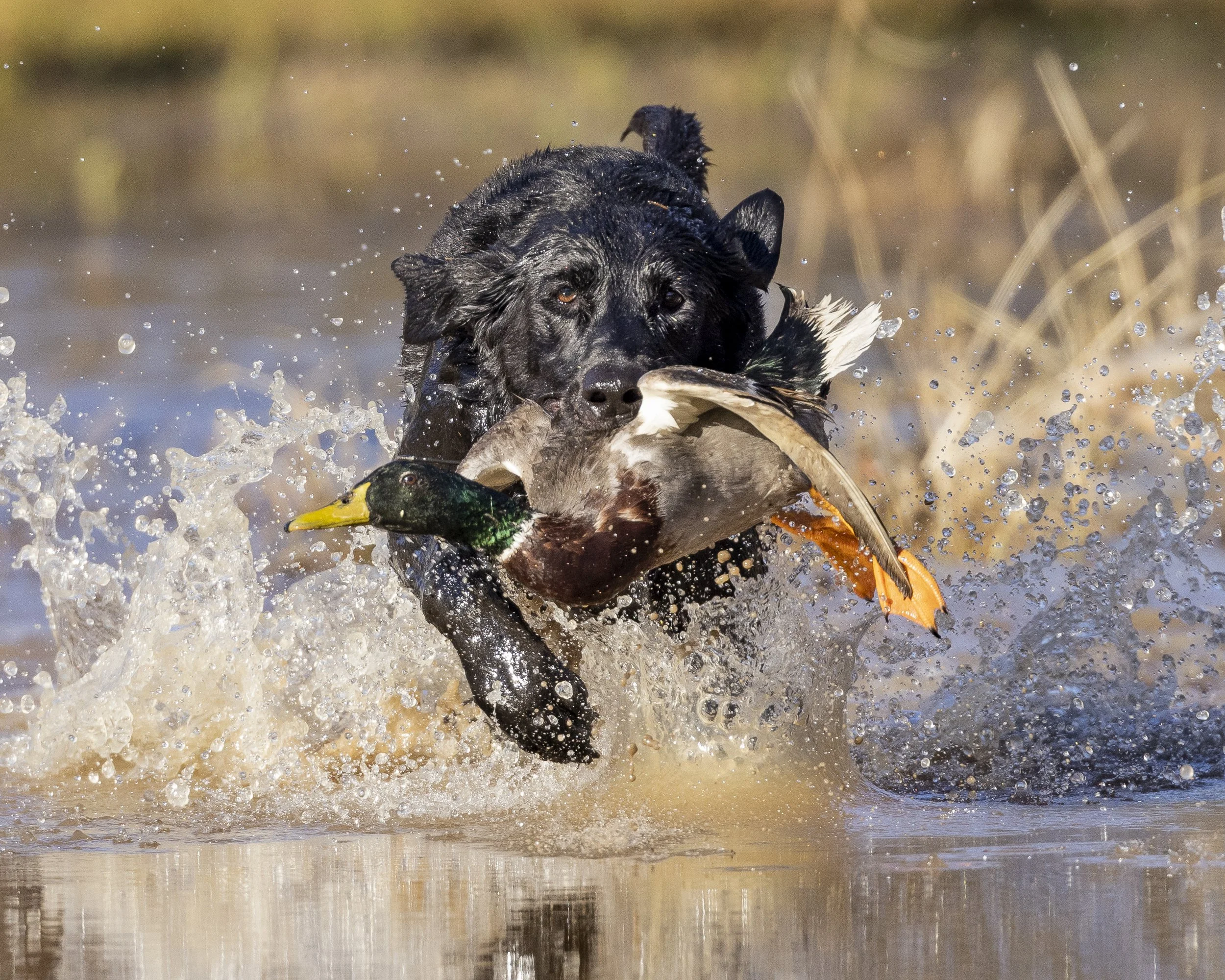 Hunt.Vet