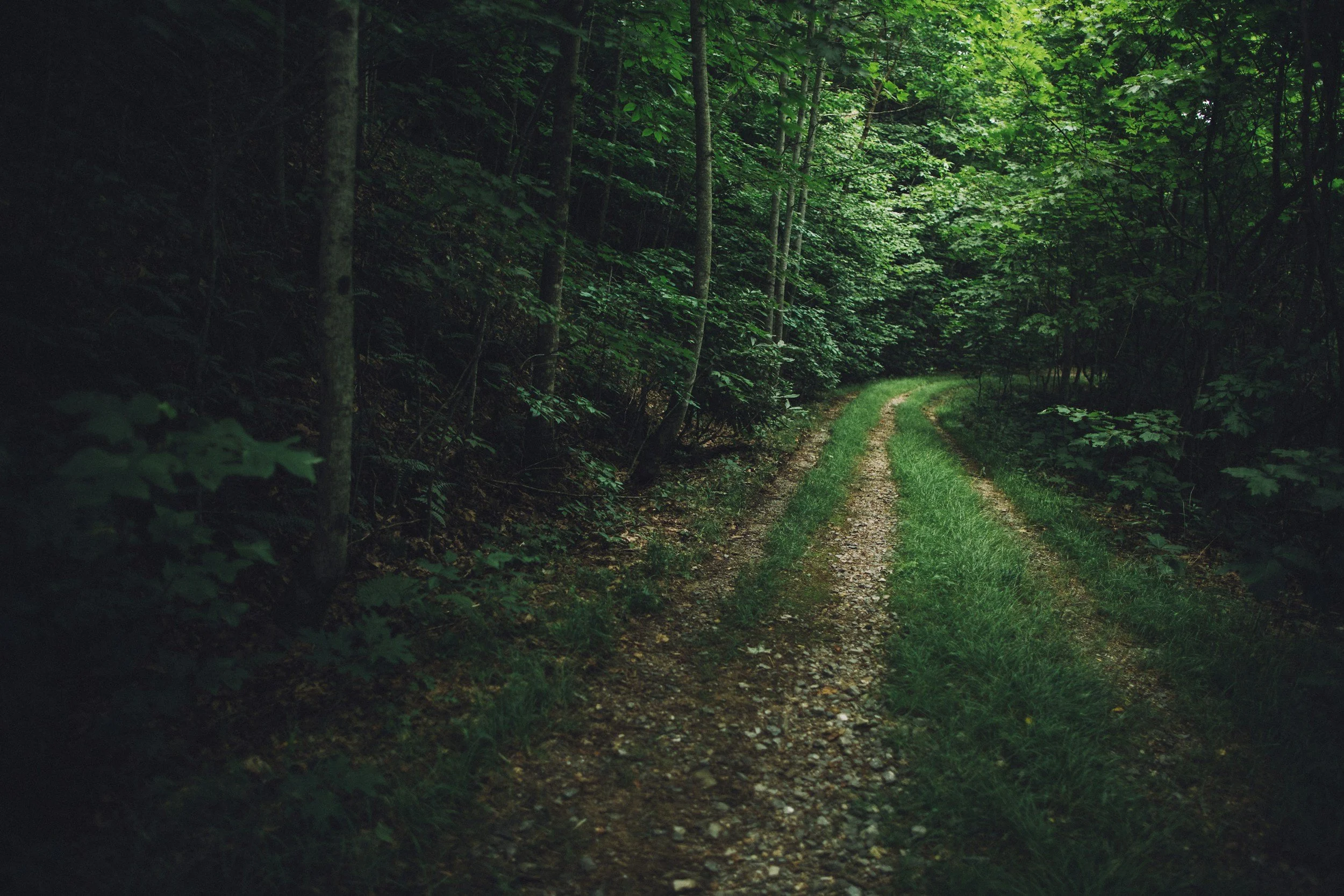 A dirt and gravel forest trail with green grass on the sides, surrounded by dense trees with green leaves.