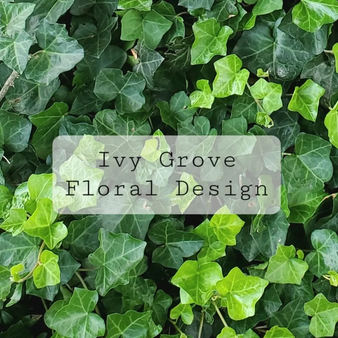 Welcome to Ivy Grove! Stay tuned for our website drop :)
