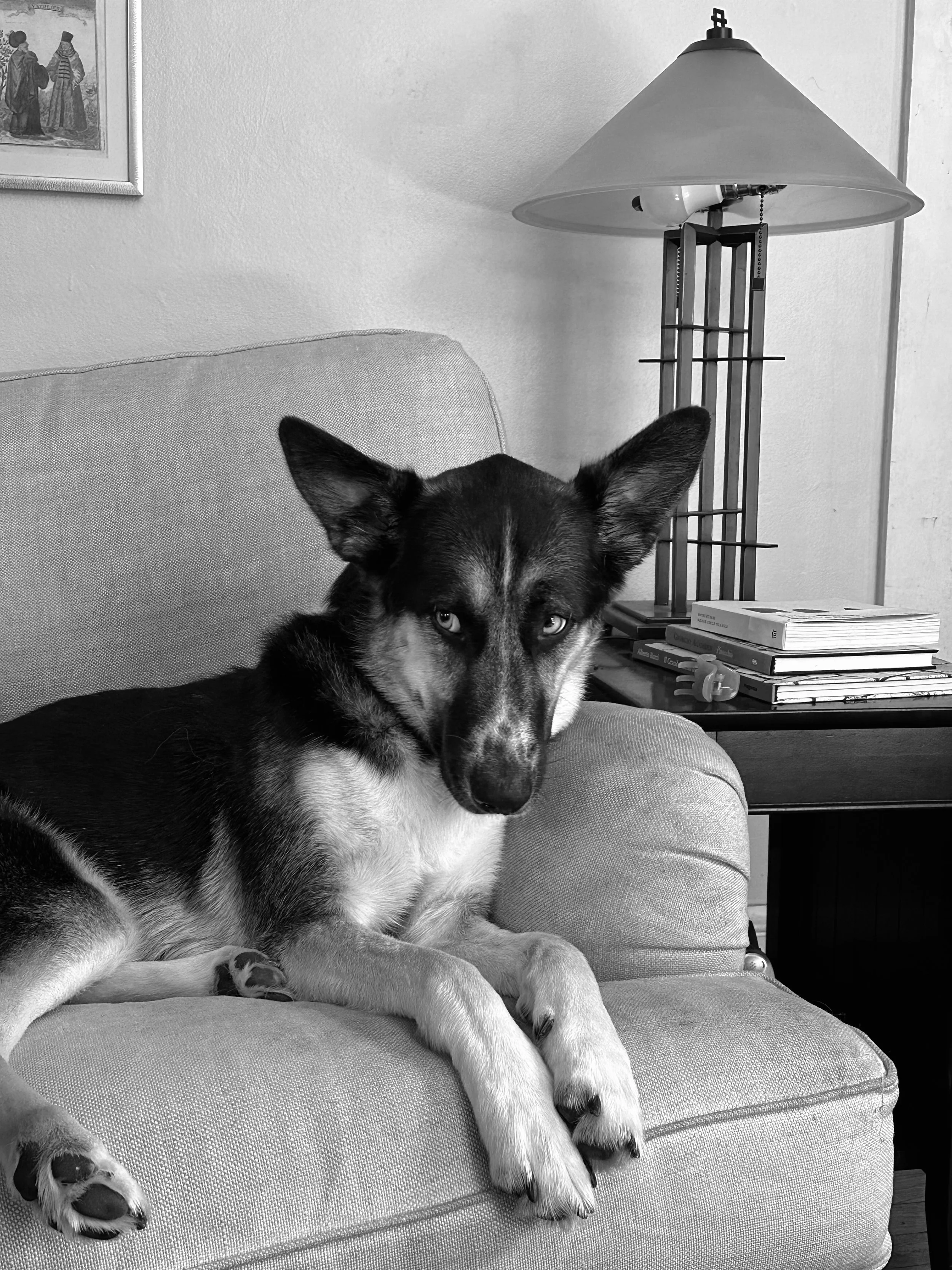 A young dog with large pointed ears and a dark coat, lying on a cushioned armchair in a living room, next to a side table with a stack of books and a tall lamp.