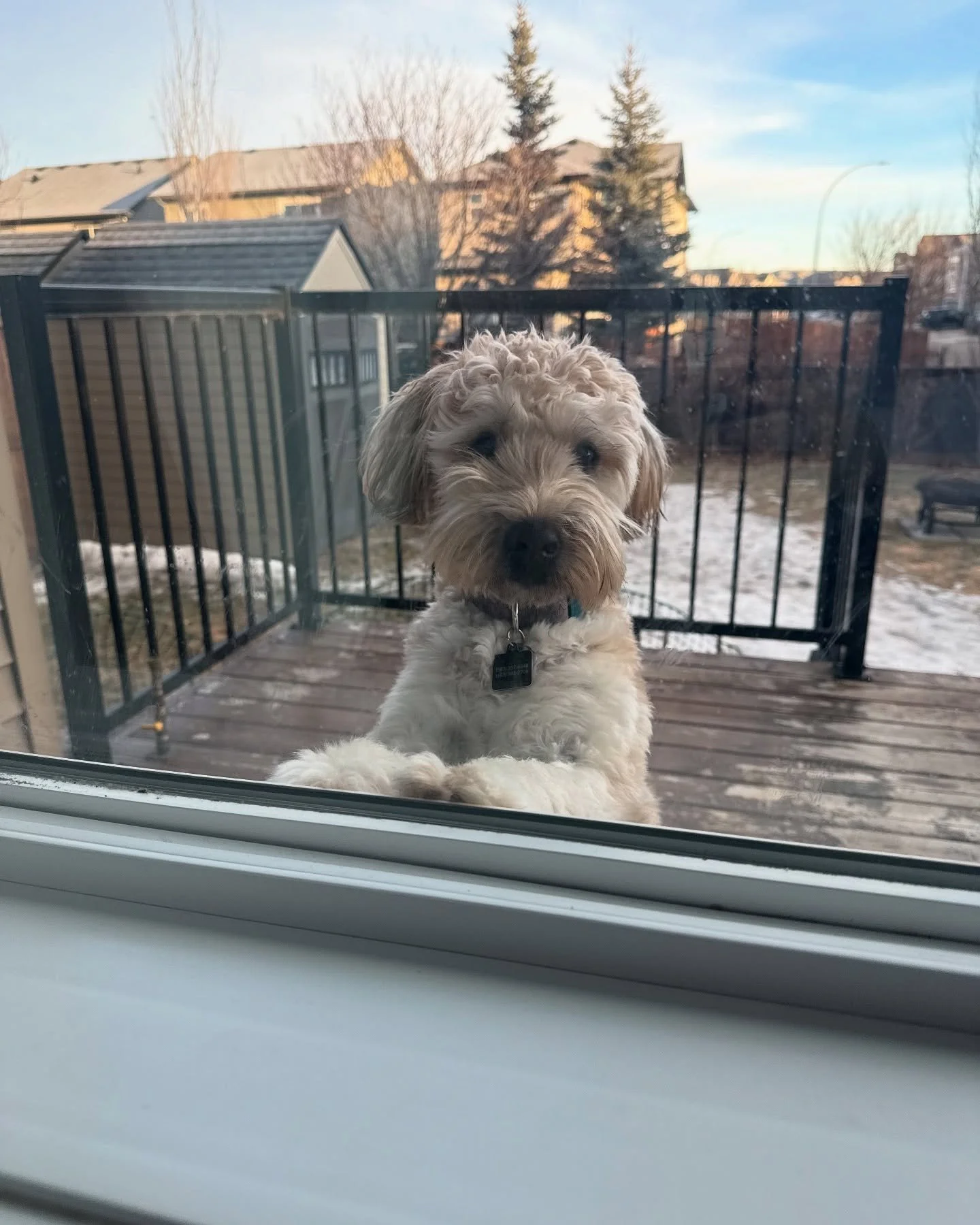 It&rsquo;s not uncommon that, on some of my longer trips or cruise contracts, I get a little homesick. So @therealhrud sends me pictures of her and my dog Mabel being adorable. 

I&rsquo;m not sure if this makes my homesickness better or worse, but I