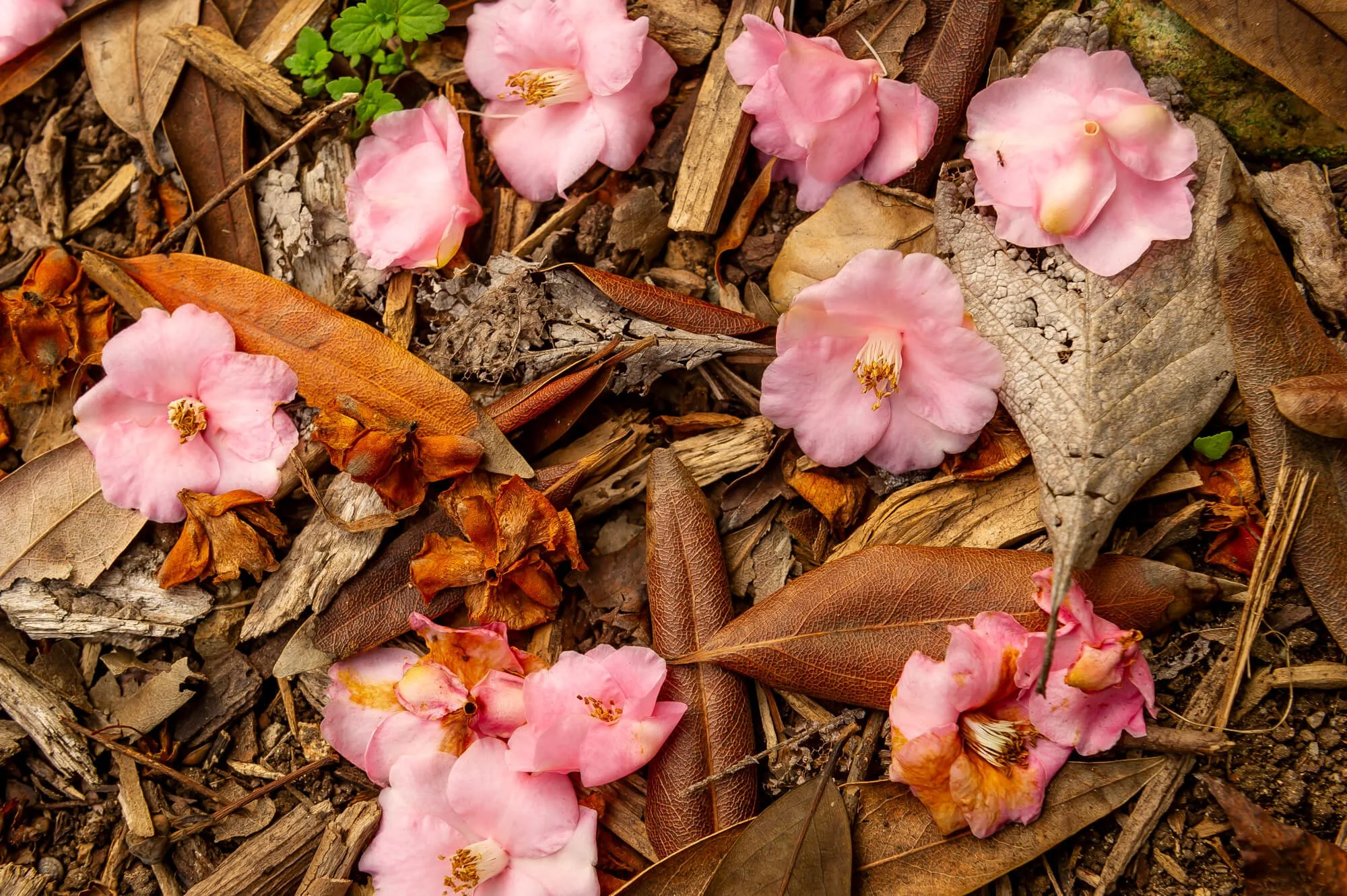 Pink flowers and brown dry leaves on soil ground.