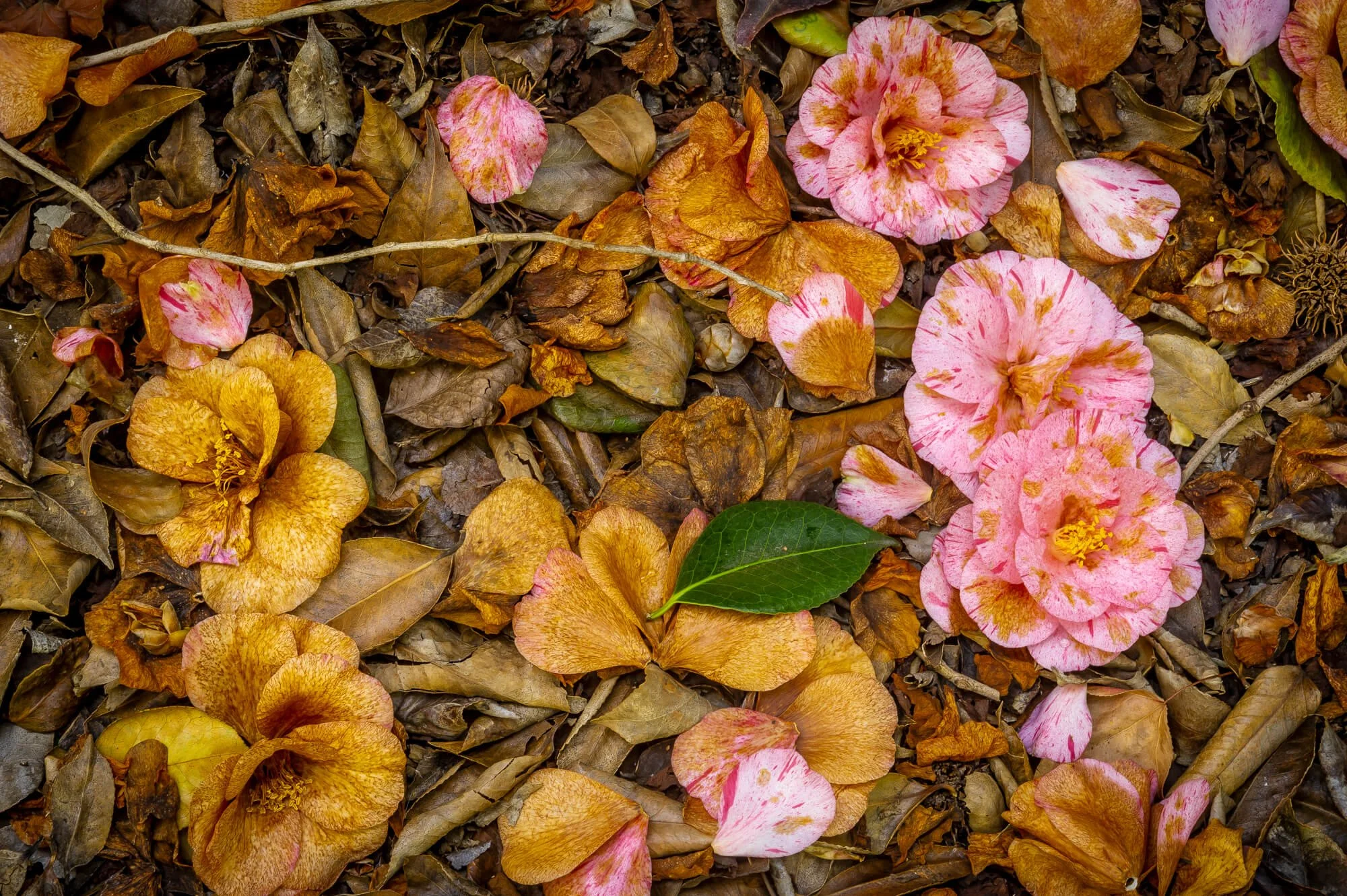 Fallen dry leaves and pink camellia petals scattered on the ground, with a single green leaf among them.