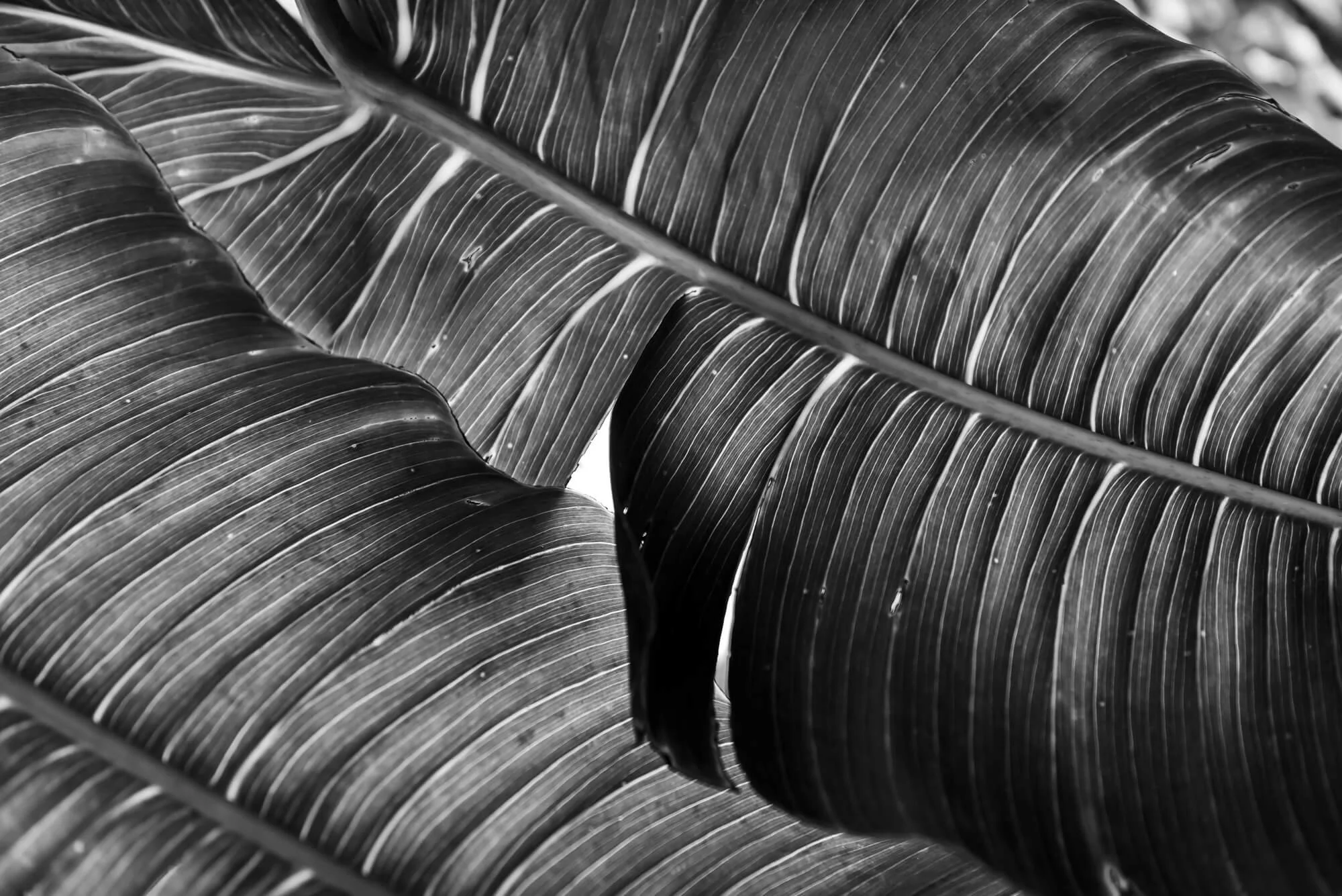 Close-up of large tropical leaves with prominent veins in black and white.