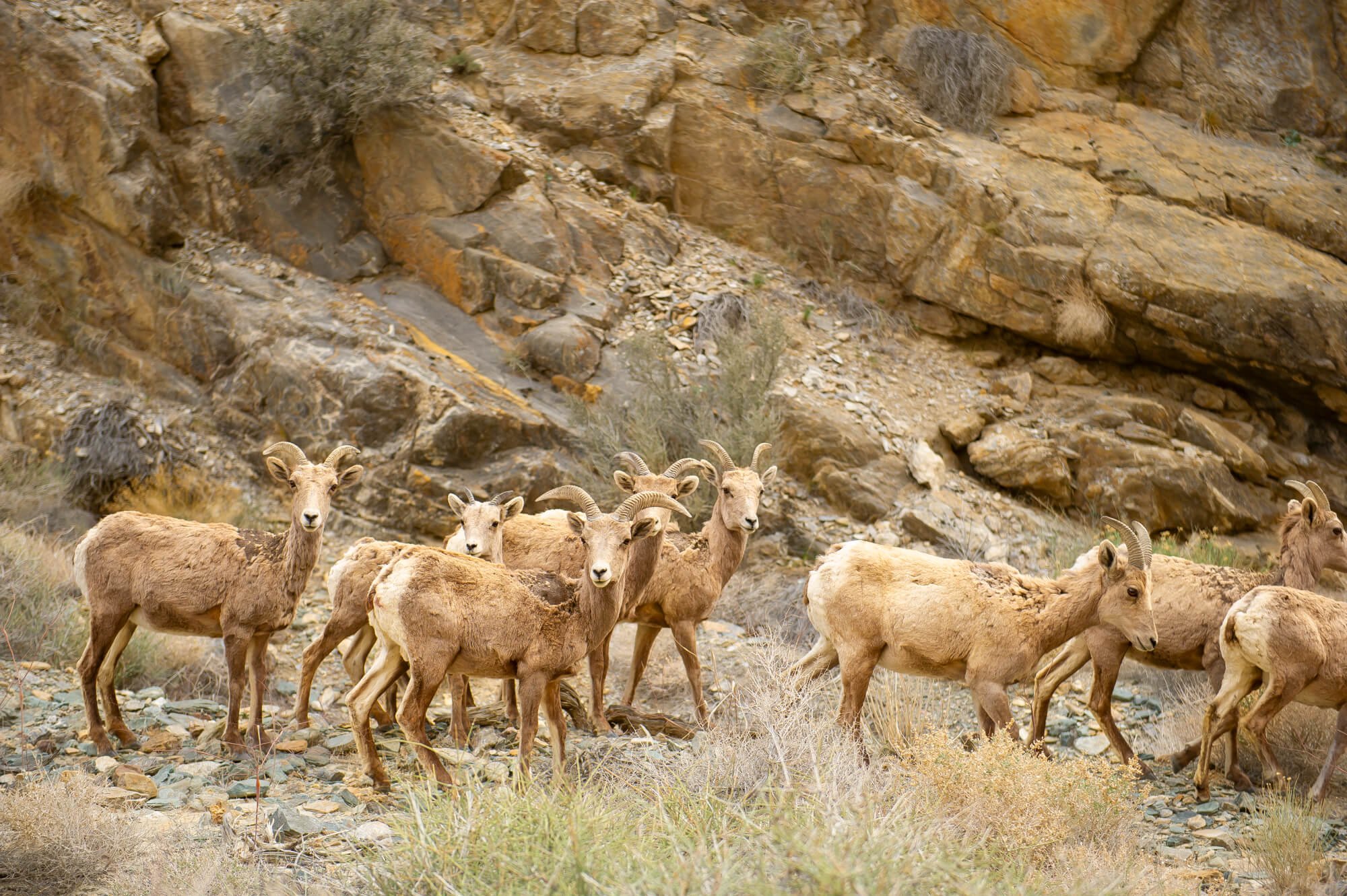 Bighorn Sheep, Inyo Mountains, CA