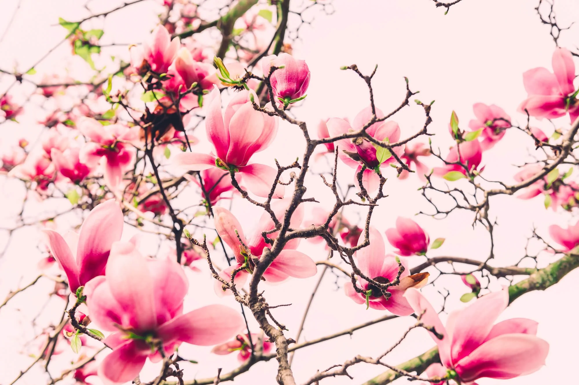 Pink magnolia flowers blooming on tree branches against a pale sky.