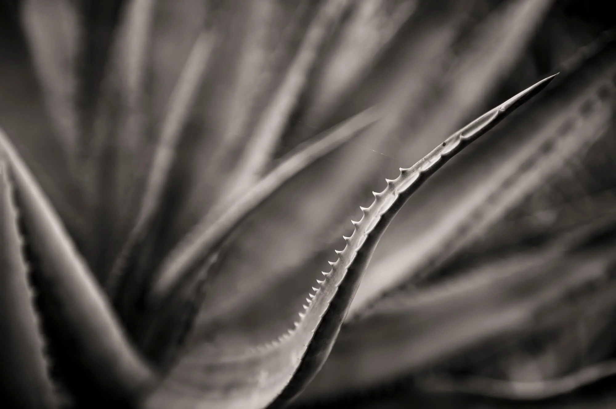 Close-up of aloe vera plant in black and white with sharp, pointed leaves.