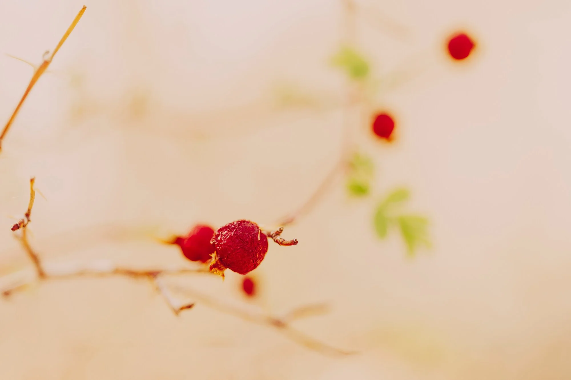 Close-up of a dried red berry on a thin, twisting branch with few small green leaves against a soft, blurred beige background.