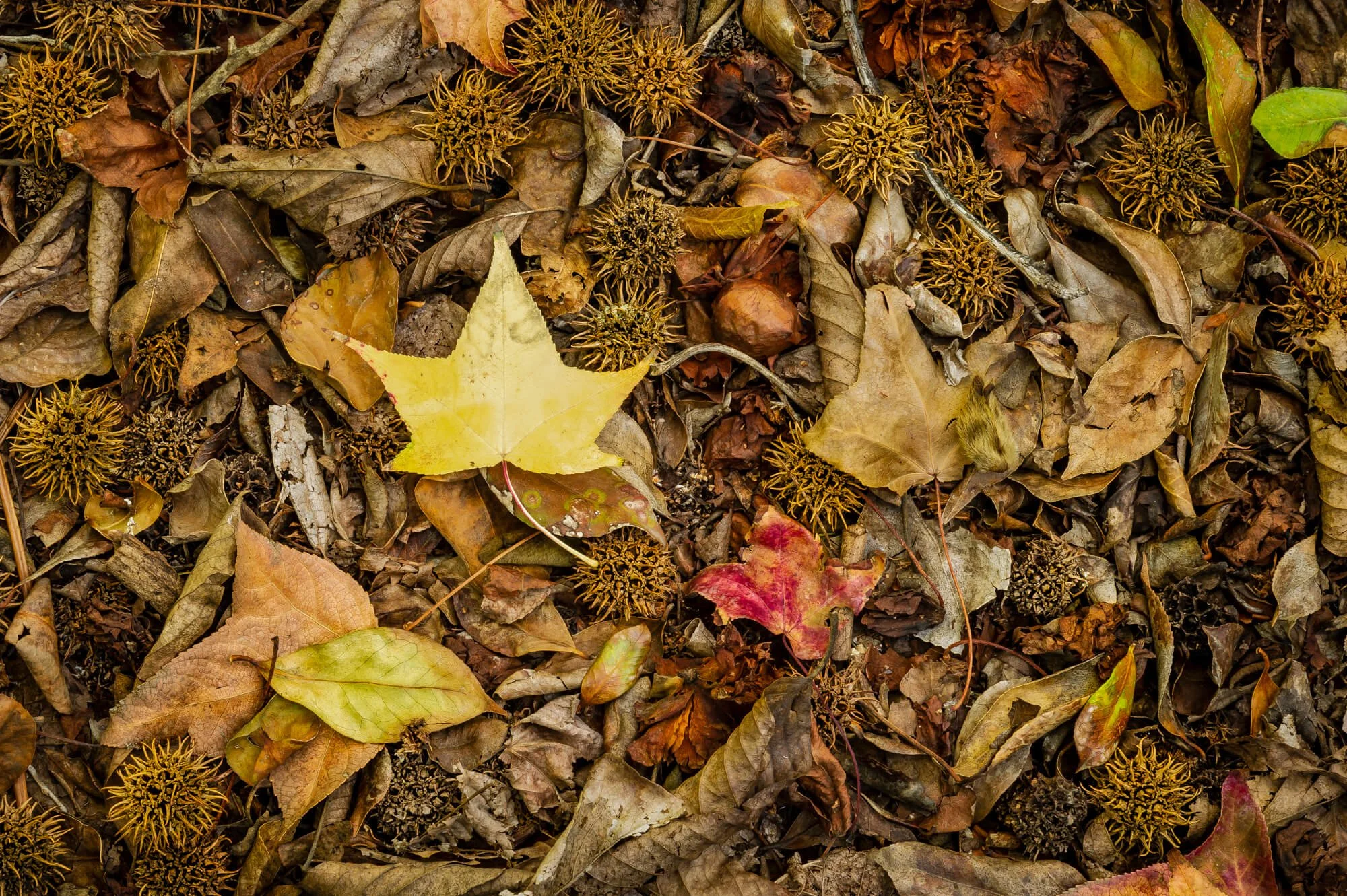 A close-up of a forest floor covered with fallen autumn leaves in various shades of brown, yellow, and red, with some spiky seed pods scattered among the leaves.