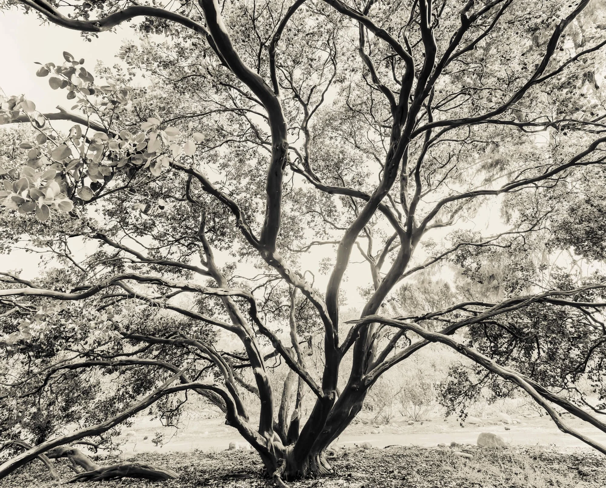Black and white photo of a large, sprawling tree with many twisted branches and dense foliage.