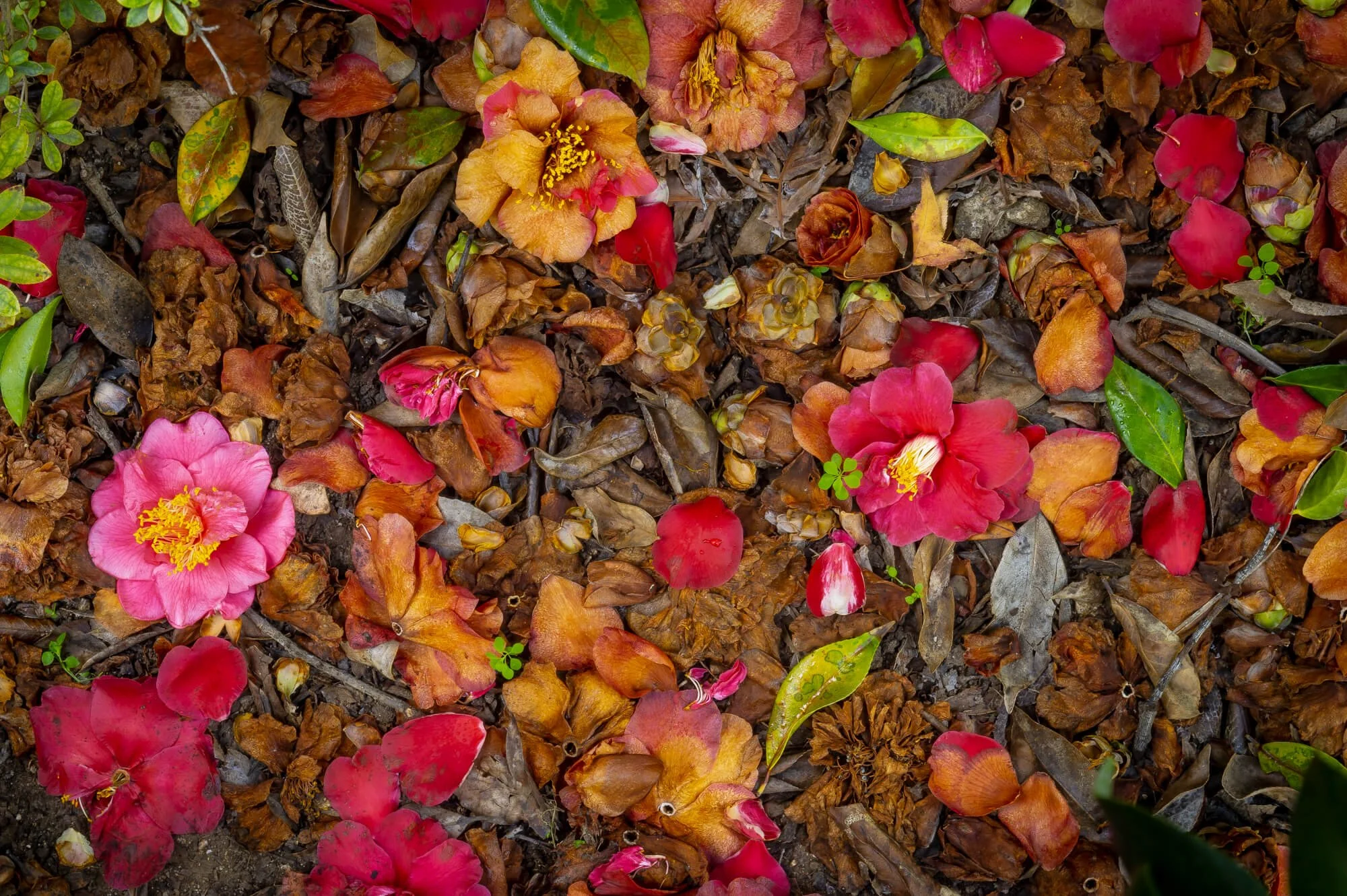 Fallen flowers and petals on the ground, including pink, red, and yellow blossoms, accompanied by green leaves and dried brown leaves.