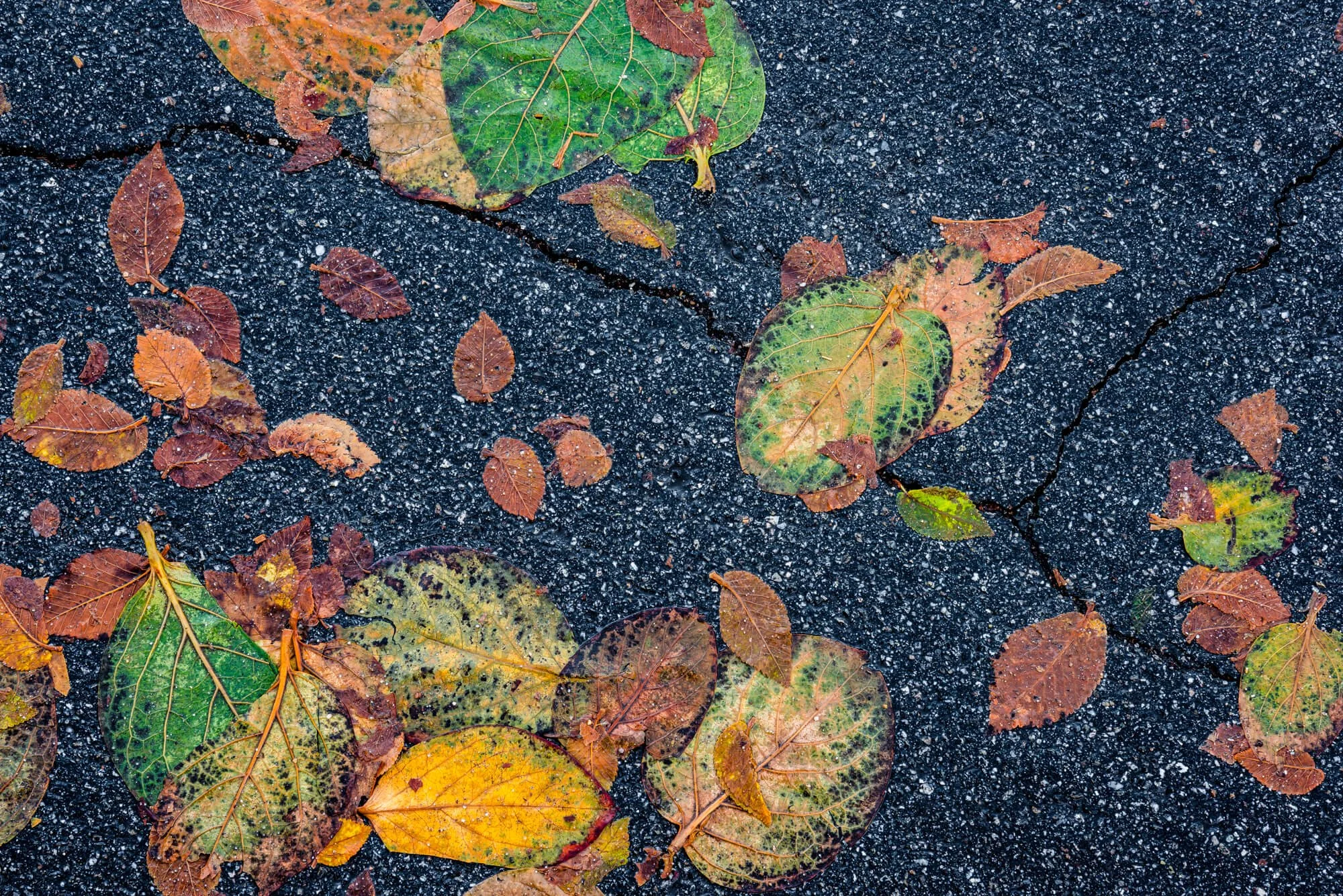 Fallen autumn leaves scattered on a wet asphalt surface with visible cracks.